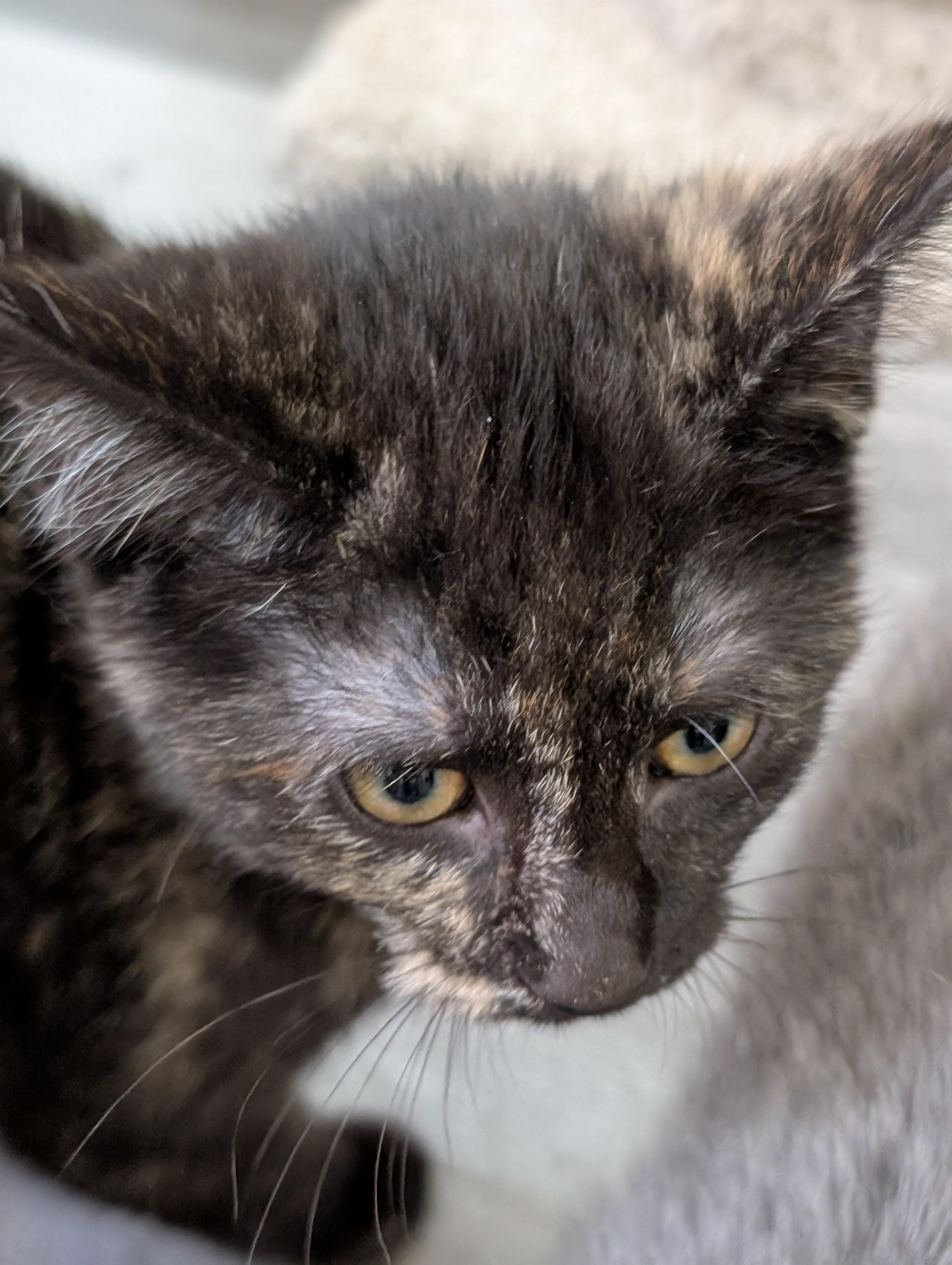 Persephone thumbnail 2