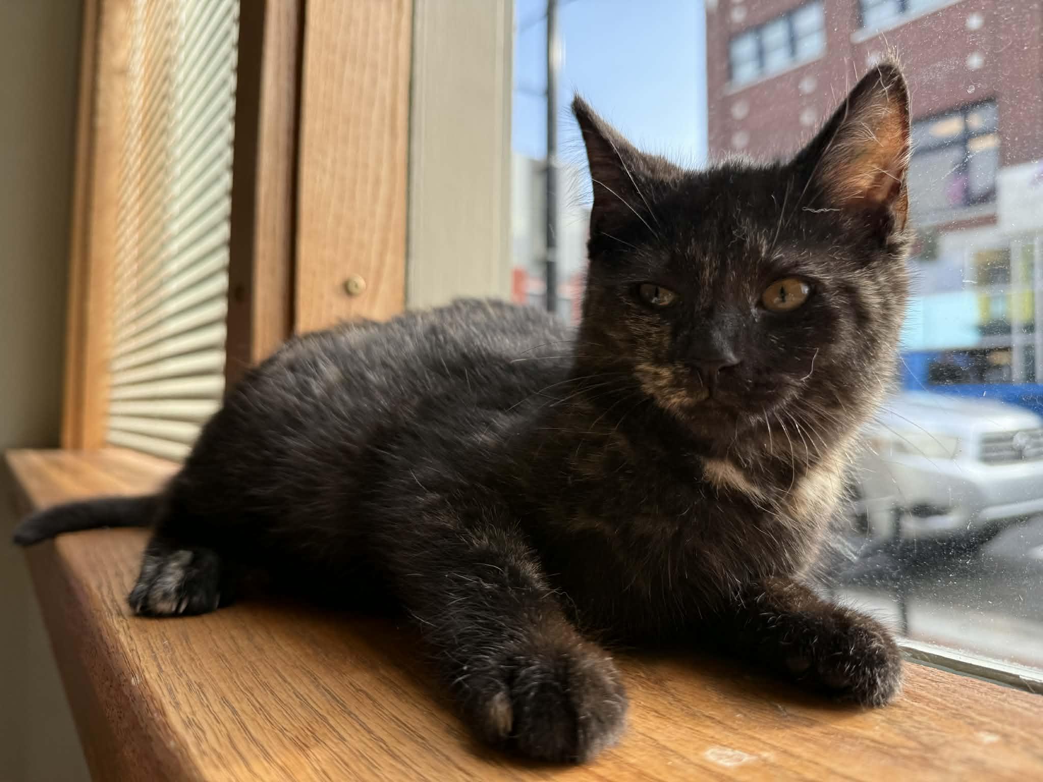 Persephone thumbnail 3