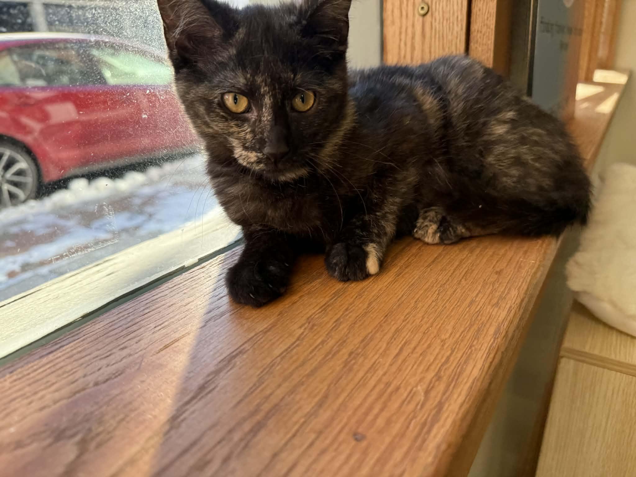 Persephone thumbnail 4