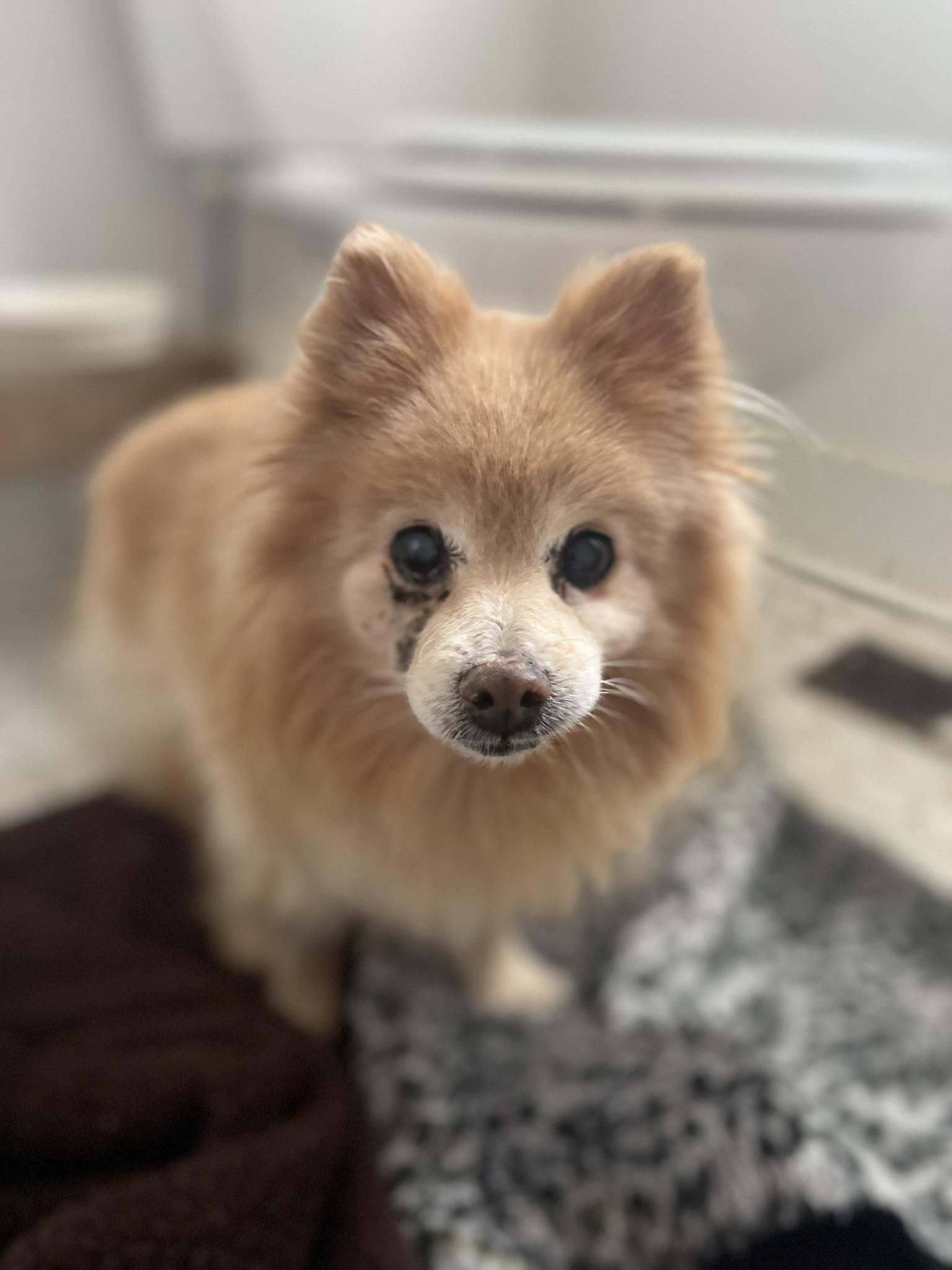 Enlarge Pearl, an adopted Pomeranian in Gaithersburg, MD image 1/1