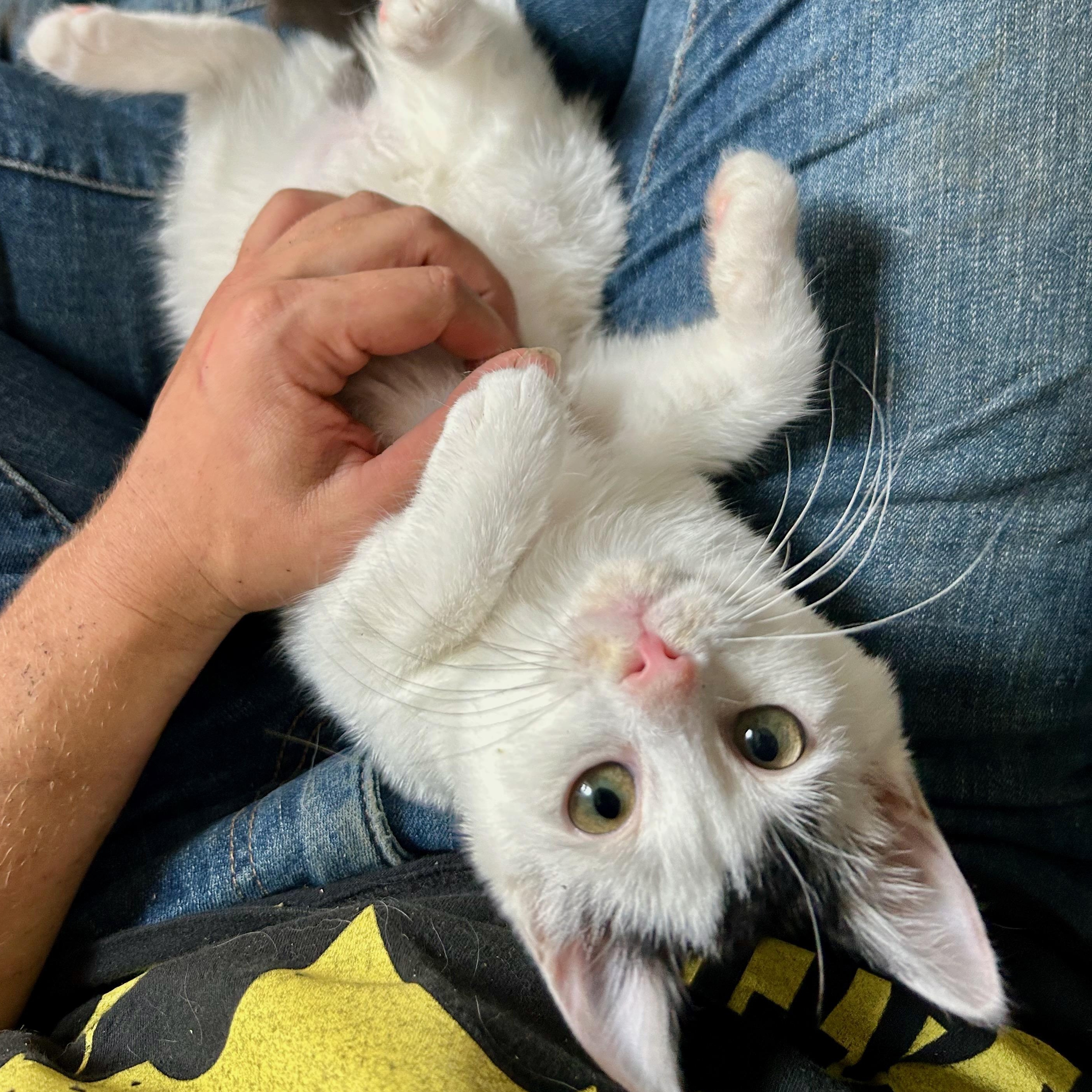 Dee Dee, a Adoptable Domestic Short Hair in East Amherst, NY image 3/6
