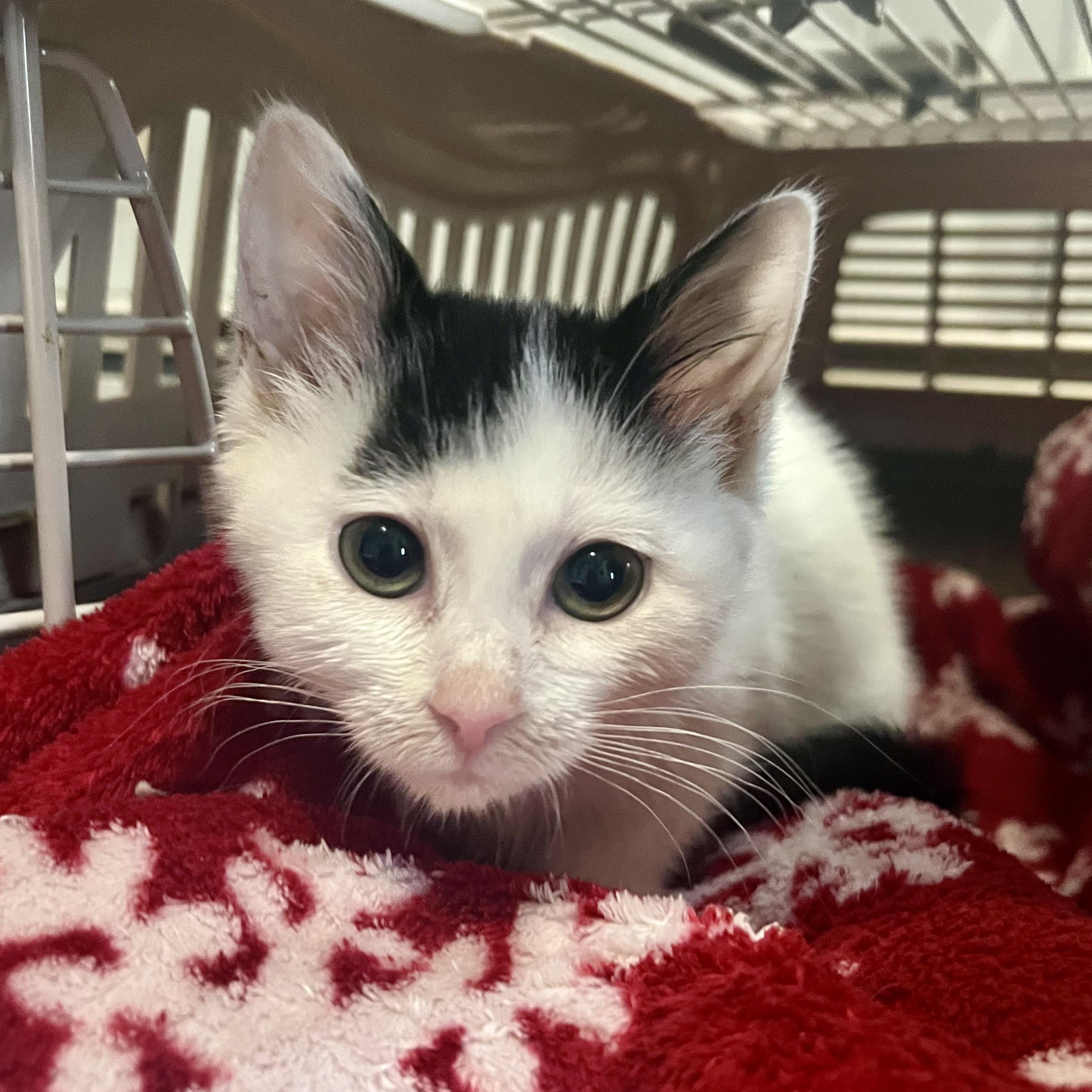 Dee Dee, a Adoptable Domestic Short Hair in East Amherst, NY image 2/6