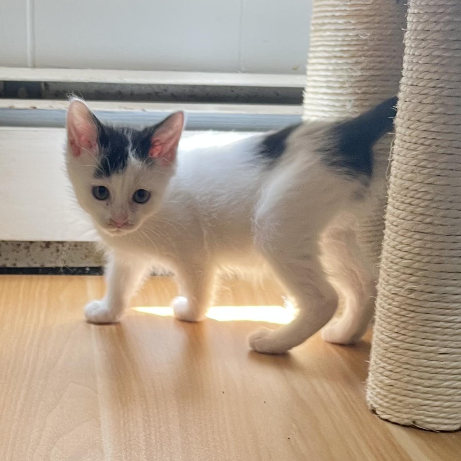 Dee Dee, a Adoptable Domestic Short Hair in East Amherst, NY image 5/6