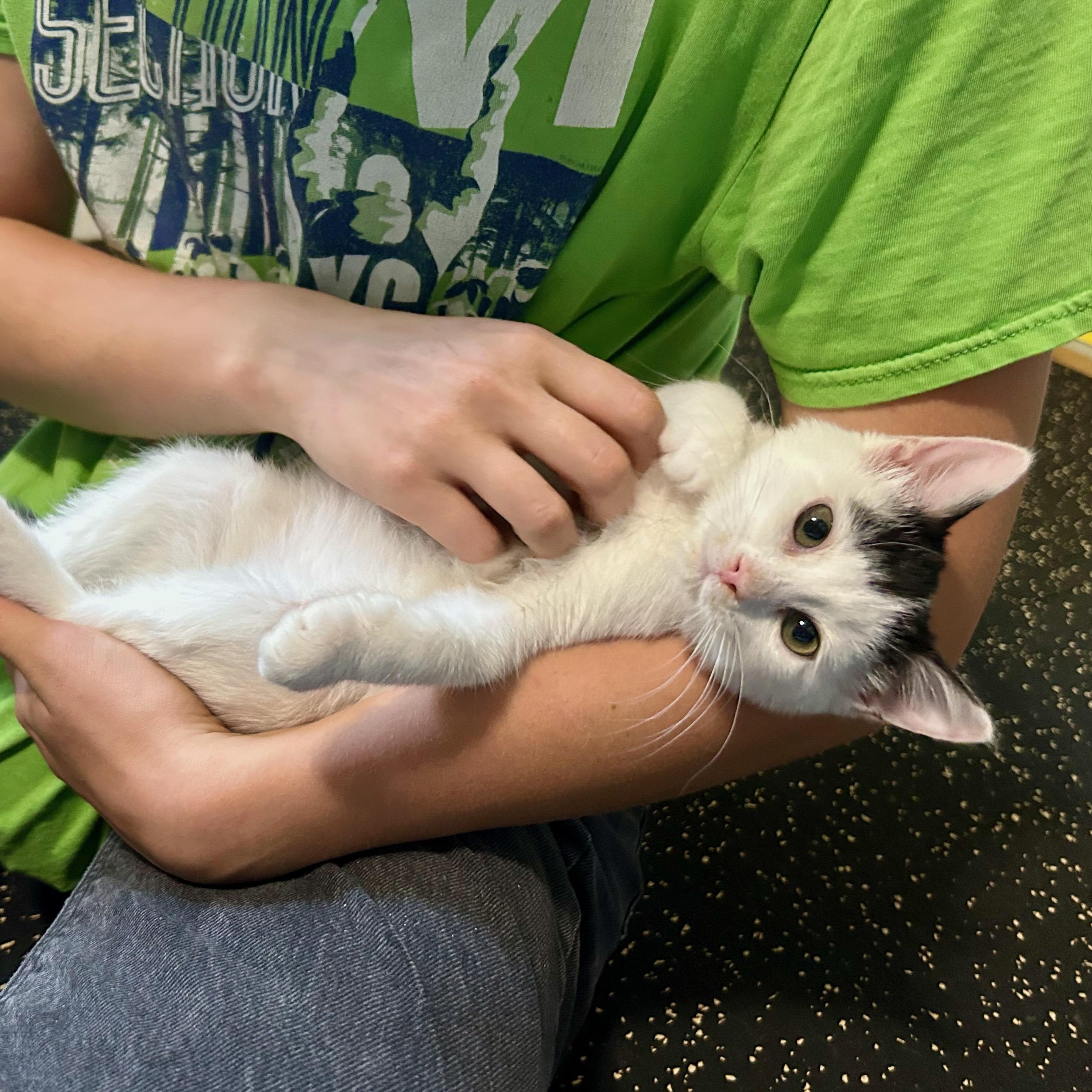 Dee Dee, Adoptable, Kitten Female Domestic Short Hair.