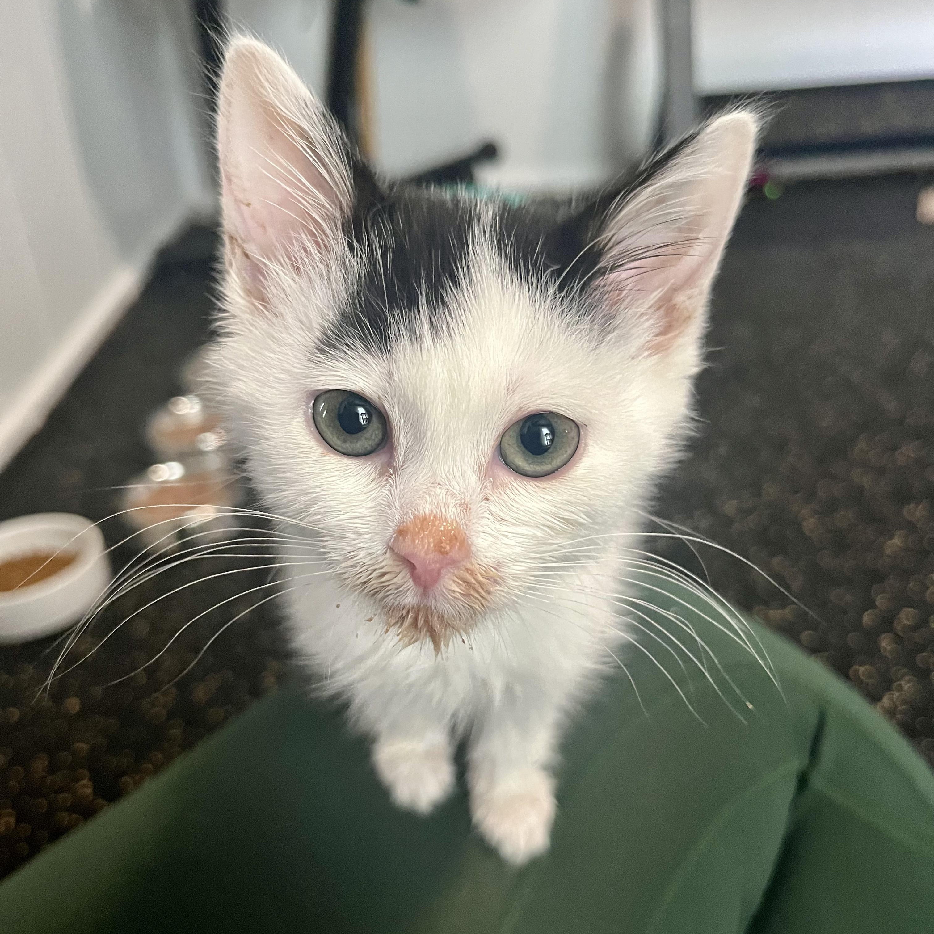 Dee Dee, Adoptable, Kitten Female Domestic Short Hair.