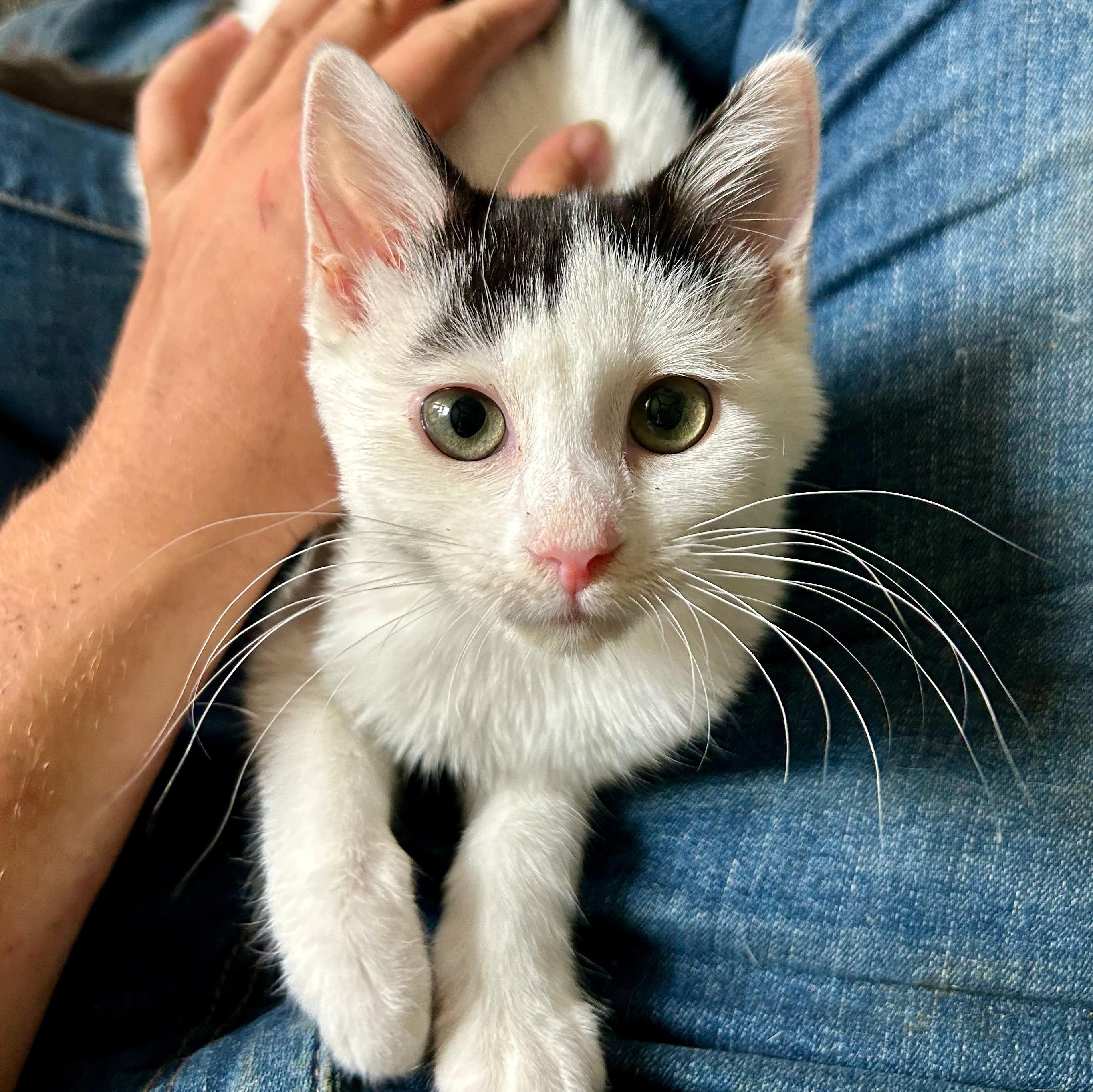 Dee Dee, a Adoptable Domestic Short Hair in East Amherst, NY image 2/6