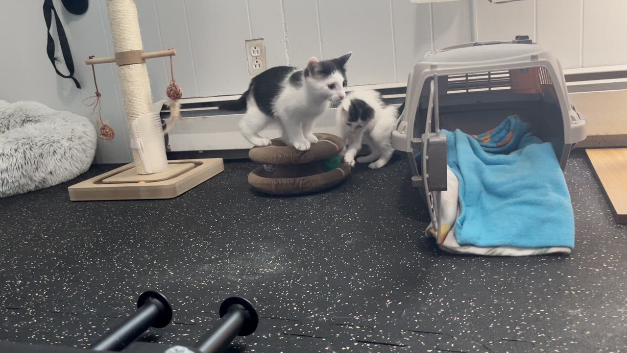 Enlarge Dee Dee, a Adoptable Domestic Short Hair in East Amherst, NY video 6/6