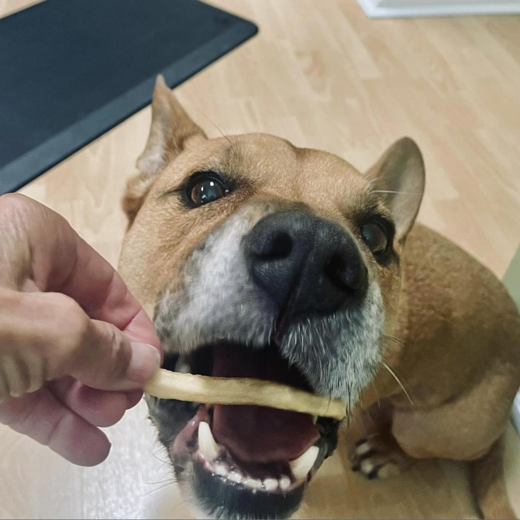 Enlarge Jaxy, a Adoptable mixed breed in Sarasota, FL image 1/6