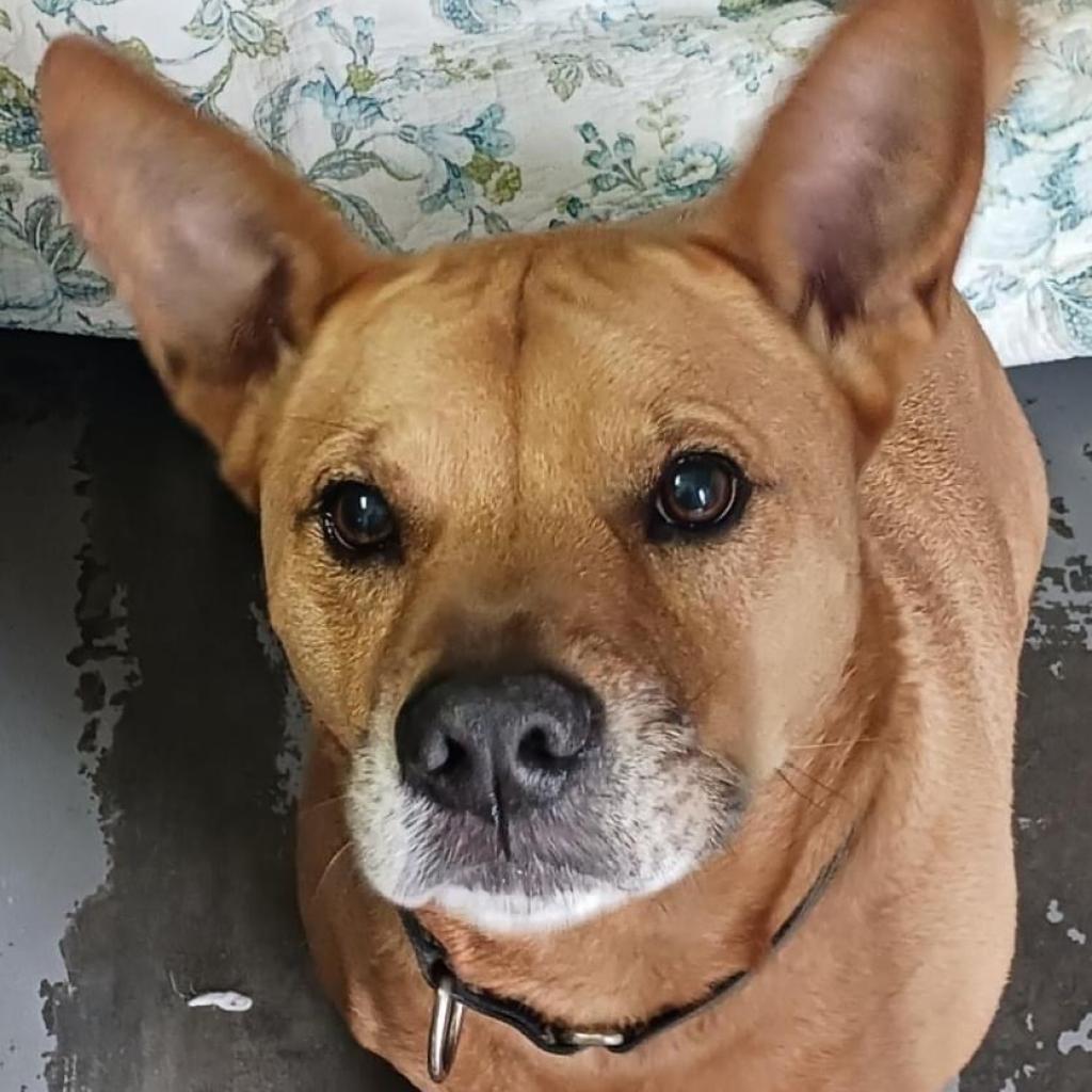 Enlarge Jaxy, a Adoptable mixed breed in Sarasota, FL image 3/6