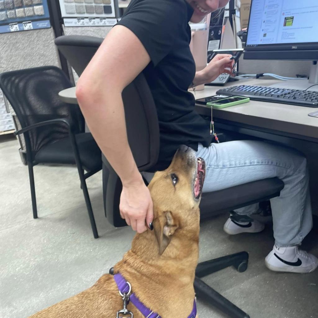 Enlarge Jaxy, a Adoptable mixed breed in Sarasota, FL image 4/6