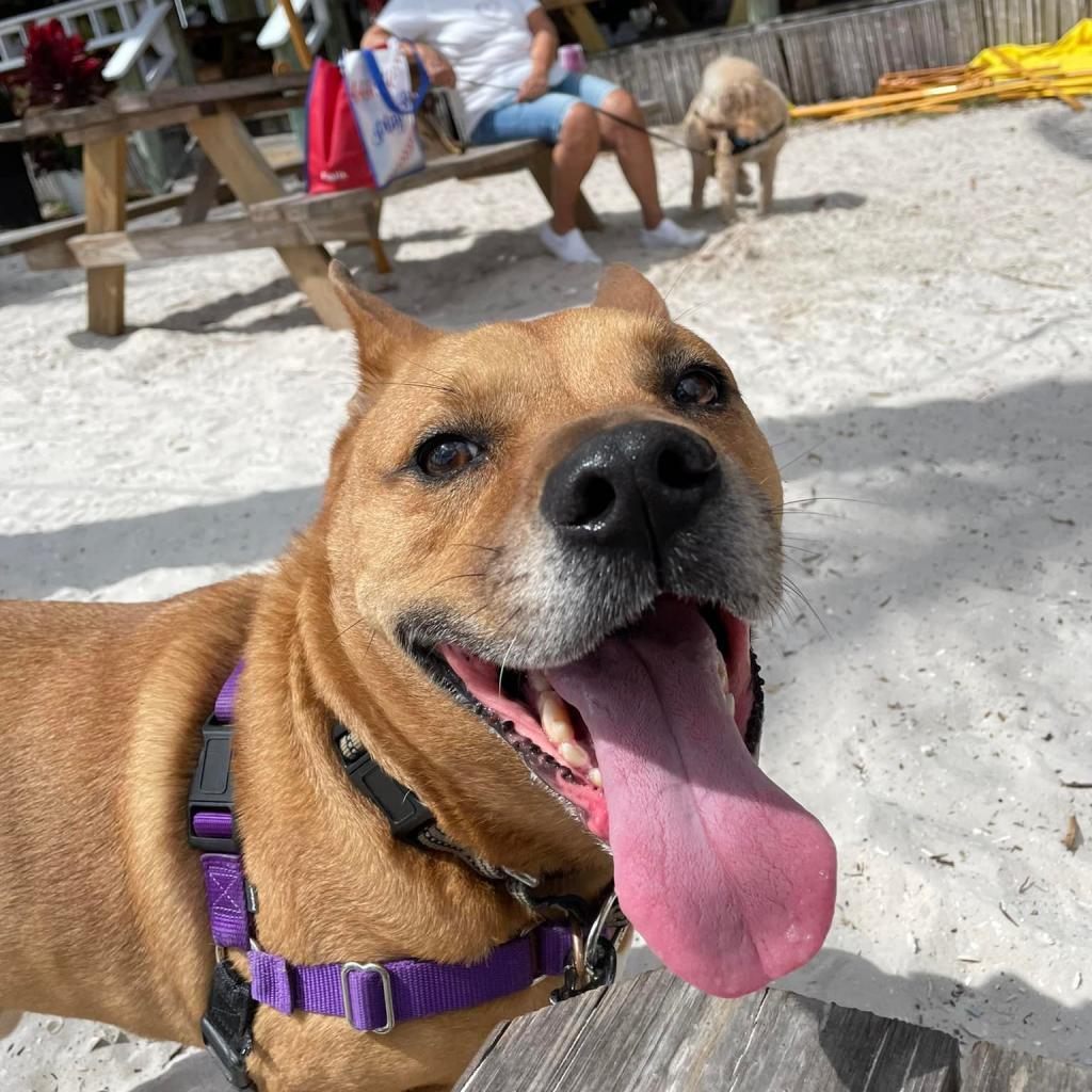 Enlarge Jaxy, a Adoptable mixed breed in Sarasota, FL image 5/6