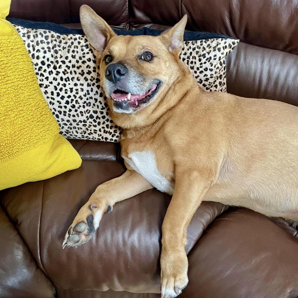 Enlarge Jaxy, a Adoptable mixed breed in Sarasota, FL image 6/6