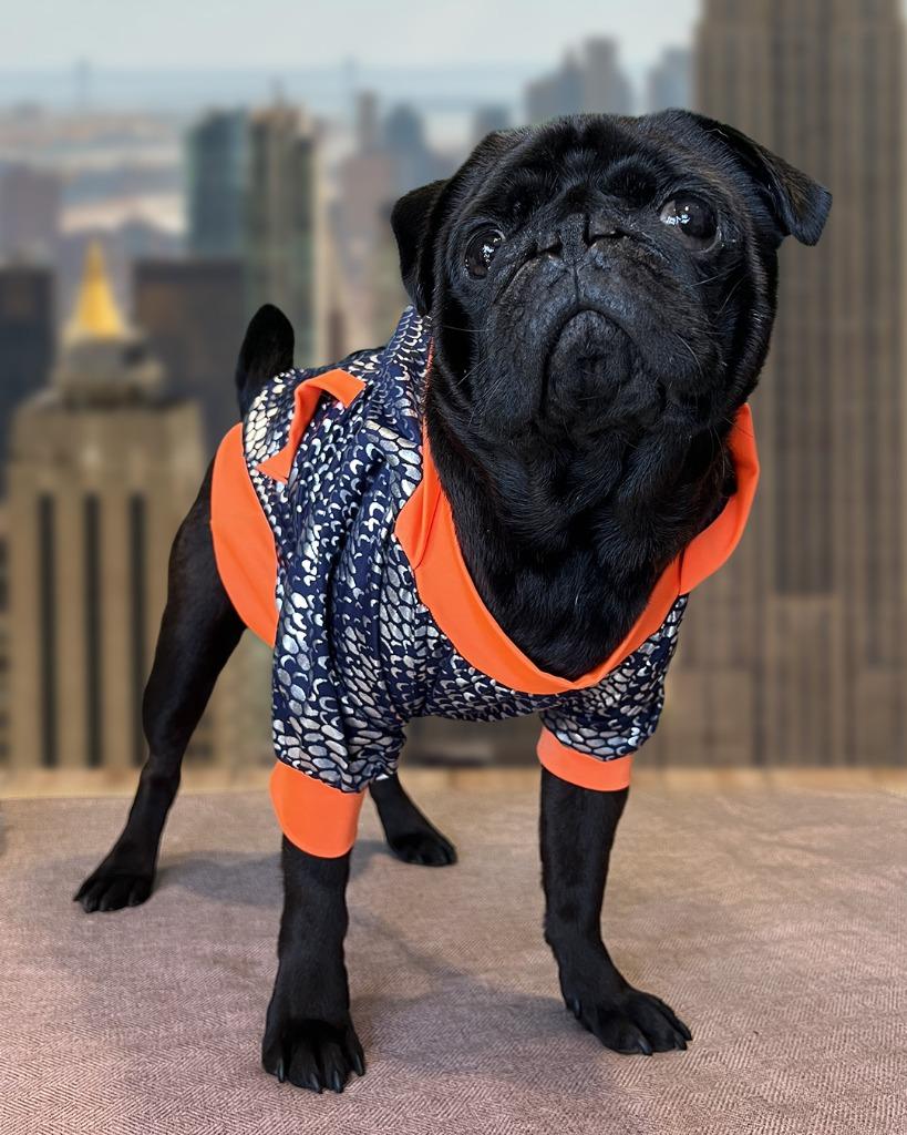 Enlarge Bowtie *Bonded to Buttons* / Buttons *Bonded to Bowtie*, a Adoptable Pug in Gardena, CA image 1/6