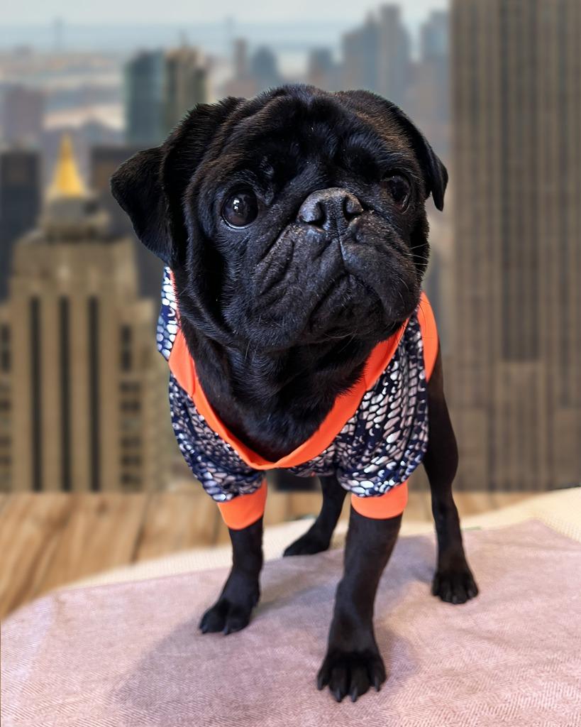 Enlarge Bowtie *Bonded to Buttons* / Buttons *Bonded to Bowtie*, a Adoptable Pug in Gardena, CA image 2/6