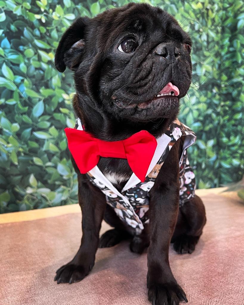 Enlarge Bowtie *Bonded to Buttons* / Buttons *Bonded to Bowtie*, a Adoptable Pug in Gardena, CA image 3/6