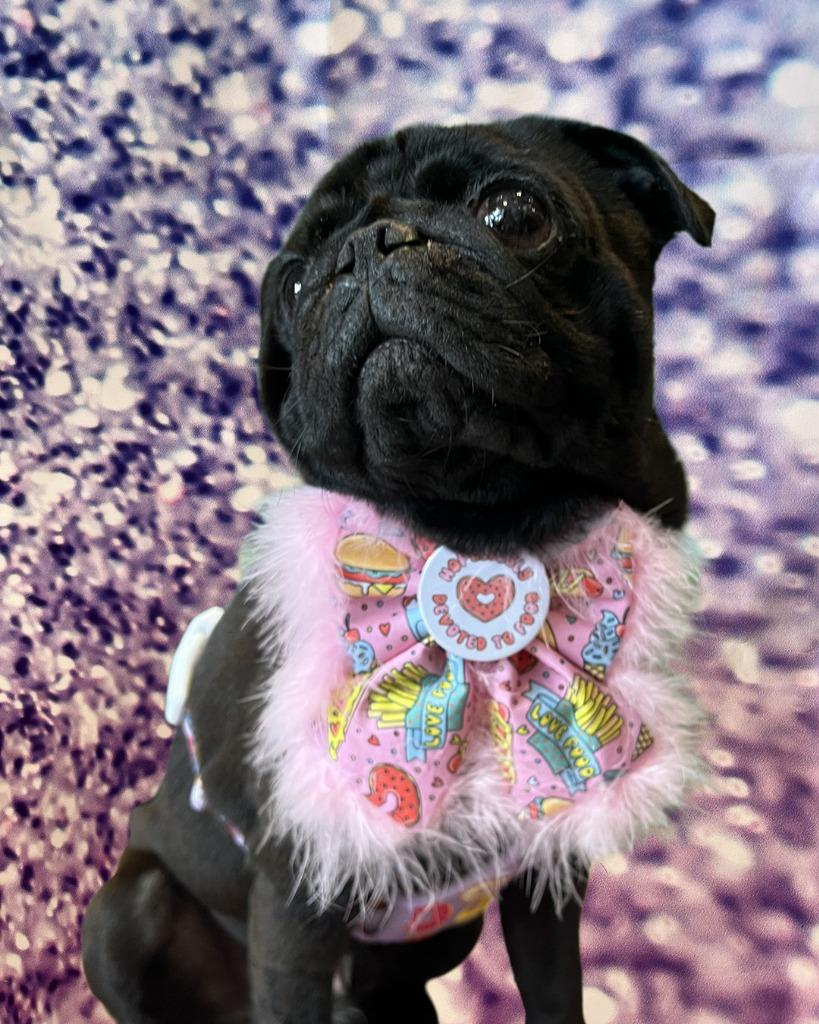 Enlarge Bowtie *Bonded to Buttons* / Buttons *Bonded to Bowtie*, a Adoptable Pug in Gardena, CA image 4/6