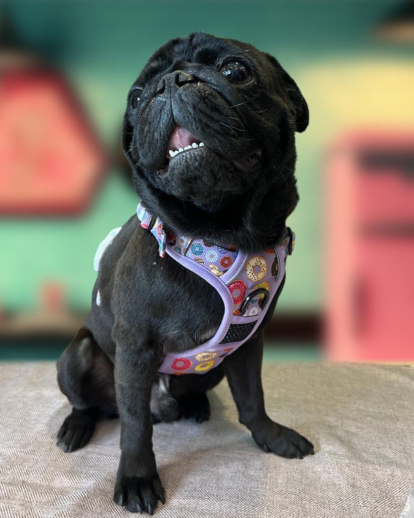 Enlarge Bowtie *Bonded to Buttons* / Buttons *Bonded to Bowtie*, a Adoptable Pug in Gardena, CA image 5/6