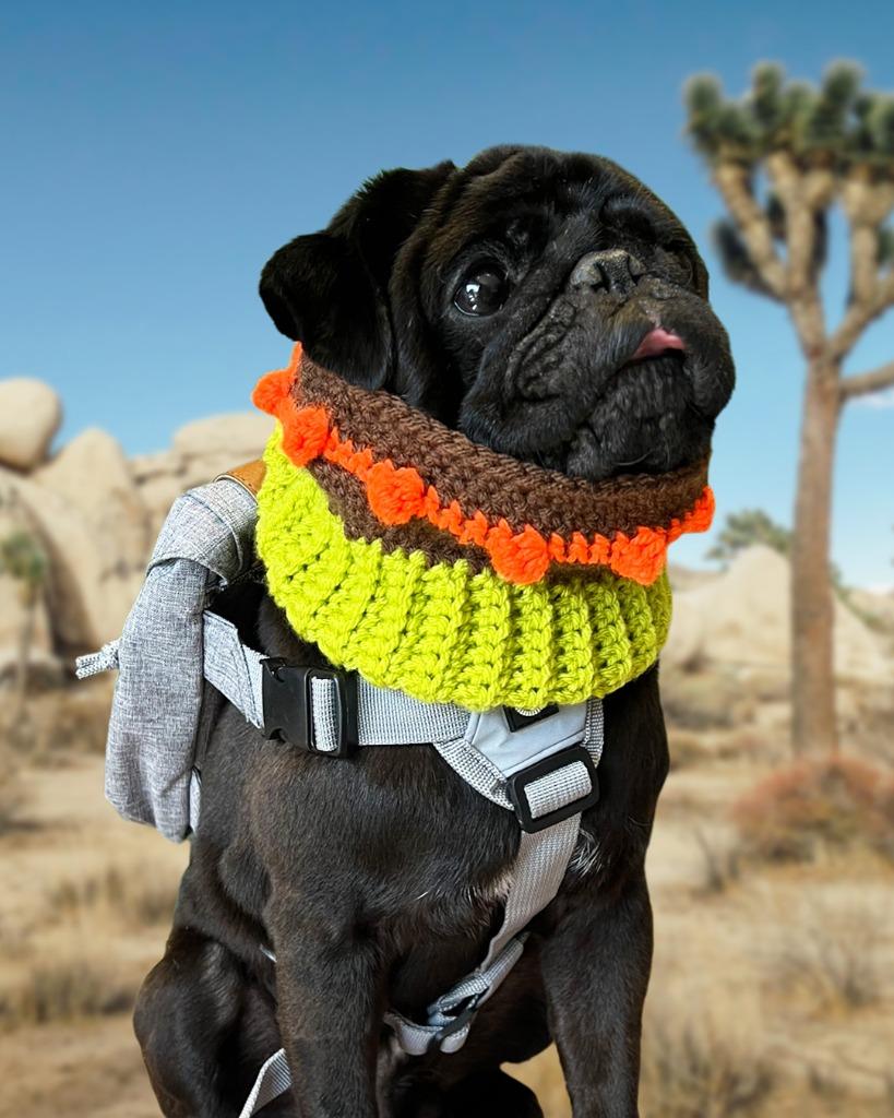 Enlarge Bowtie *Bonded to Buttons* / Buttons *Bonded to Bowtie*, a Adoptable Pug in Gardena, CA image 6/6