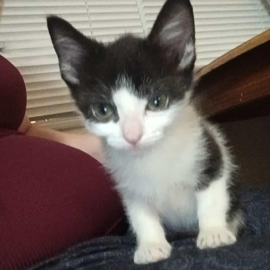 Steve, Adoptable, Kitten Male Domestic Short Hair.