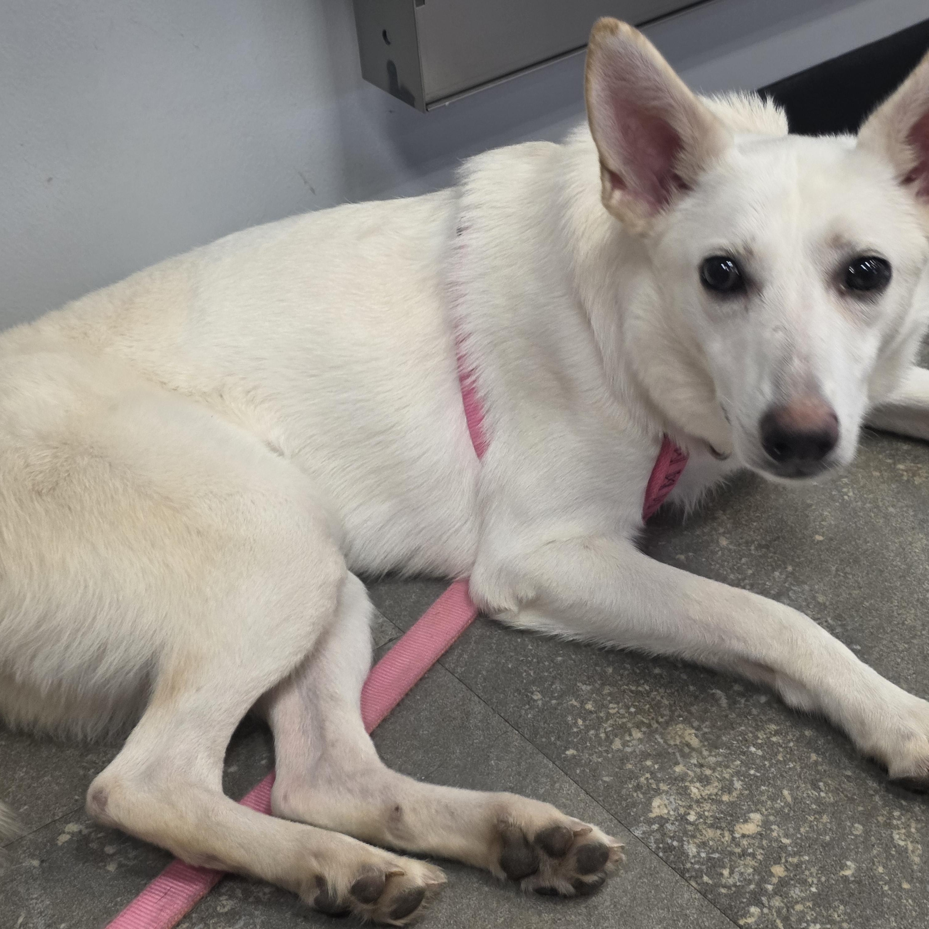 Enlarge Freya, a Adoptable mixed breed in tannersville, PA image 2/5