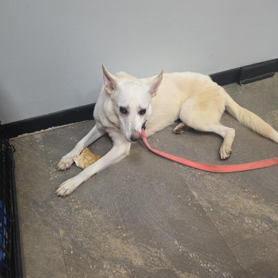 Enlarge Freya, a Adoptable mixed breed in tannersville, PA image 4/5