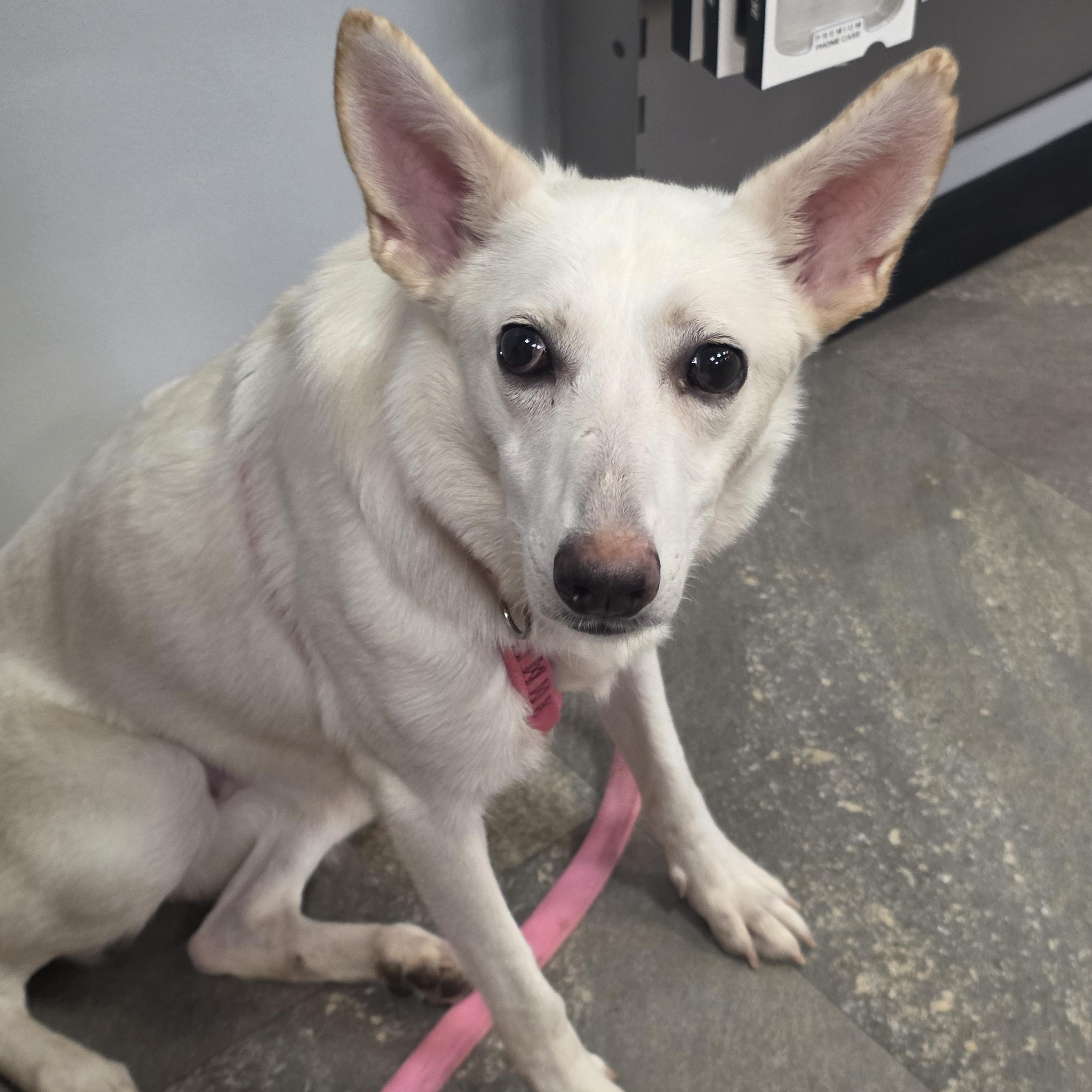 Enlarge Freya, a Adoptable mixed breed in tannersville, PA image 5/5