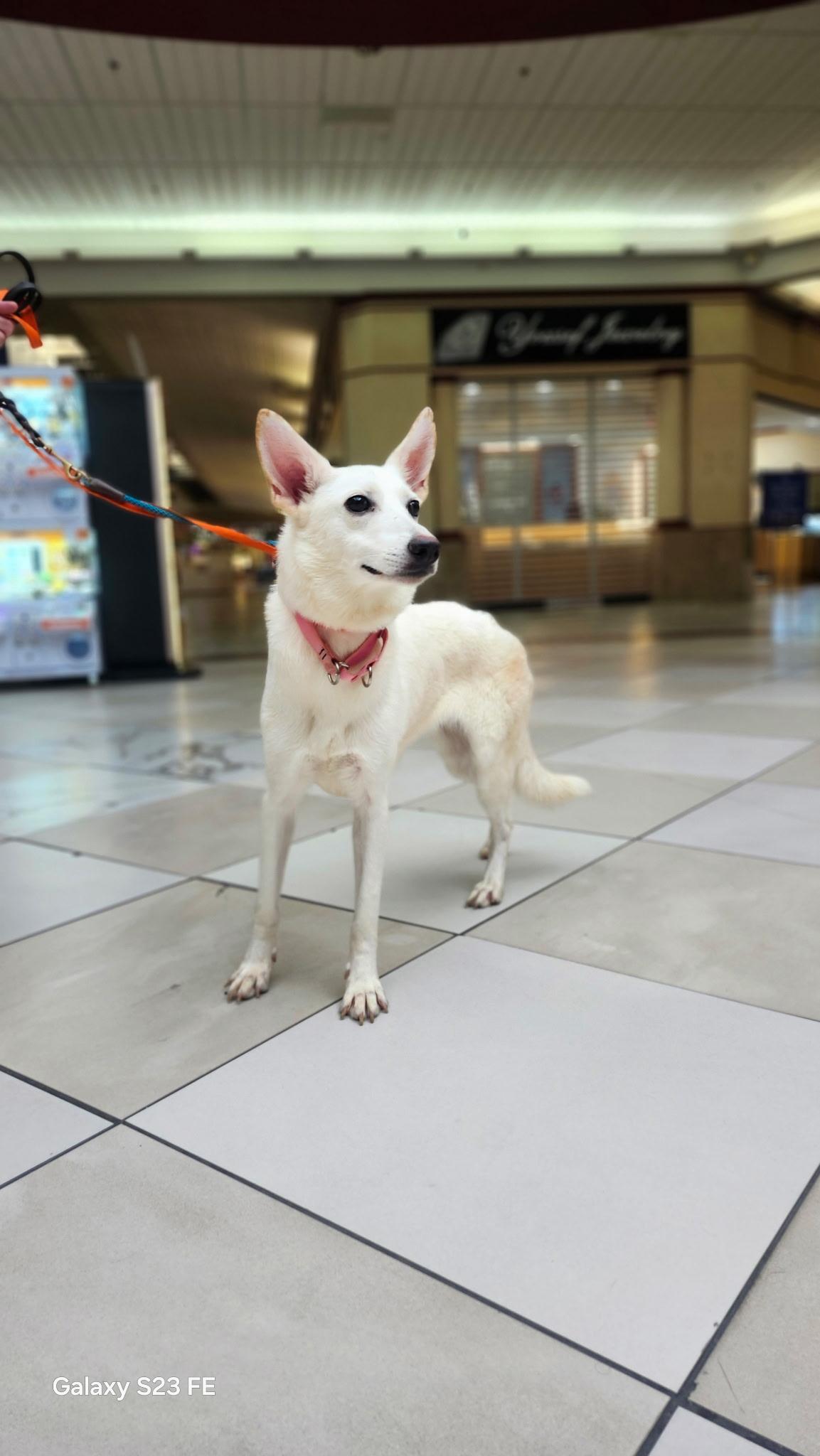 Freya, Adoptable, Adult Female German Shepherd Dog.