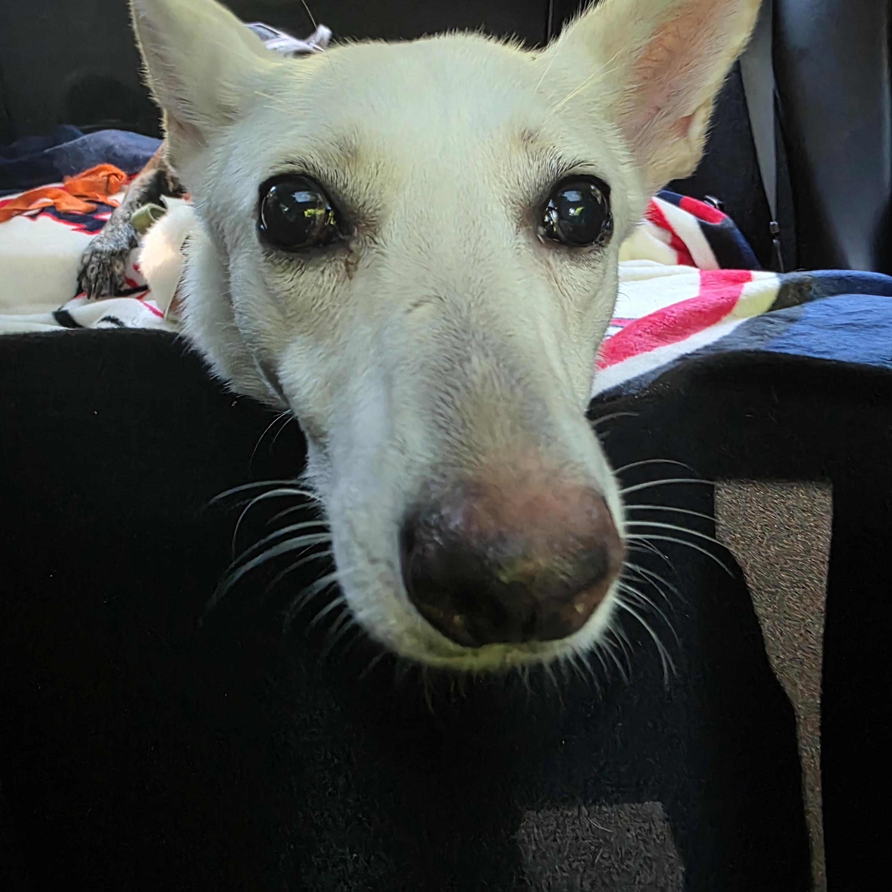 Enlarge Freya, a Adoptable mixed breed in tannersville, PA image 3/5