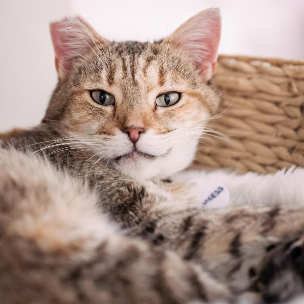 Princess, Adoptable, Adult Female Domestic Short Hair.