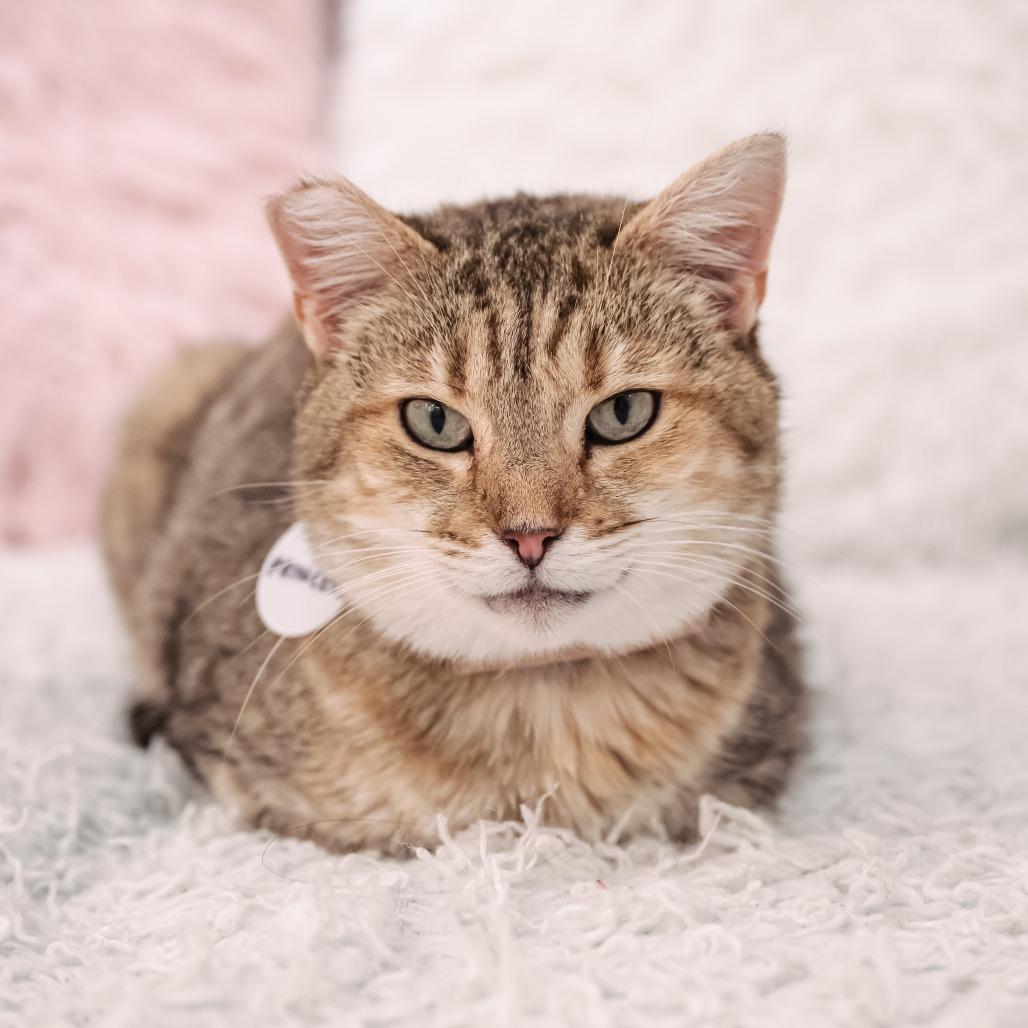 Princess, a Adoptable Domestic Short Hair in Fredericksburg, VA image 2/4