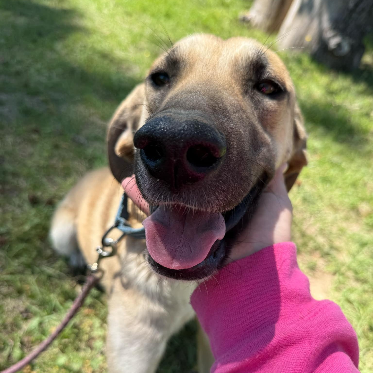 Tillie, a Adoptable mixed breed in Cedar Rapids, IA image 3/6