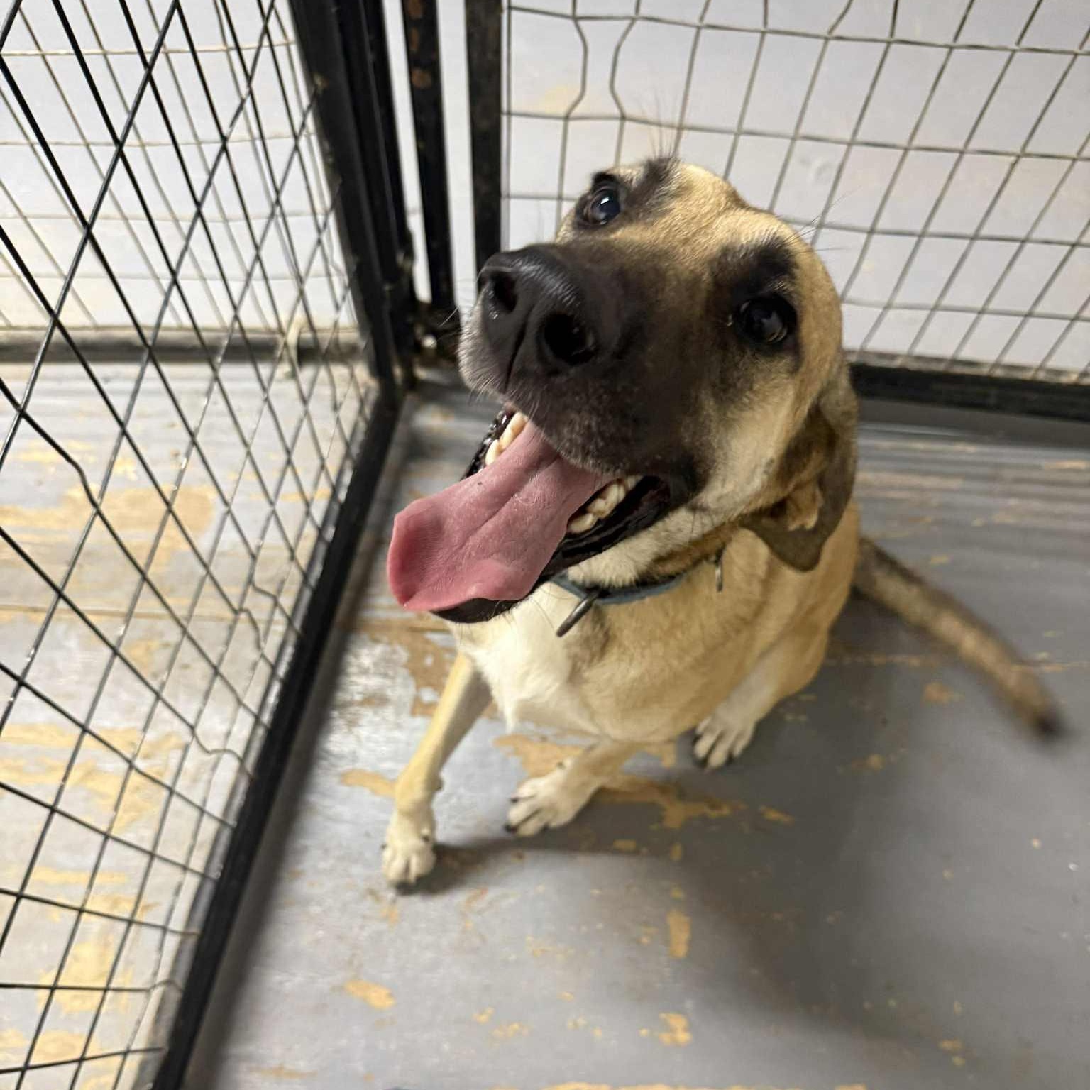 Tillie, a Adoptable mixed breed in Cedar Rapids, IA image 1/6