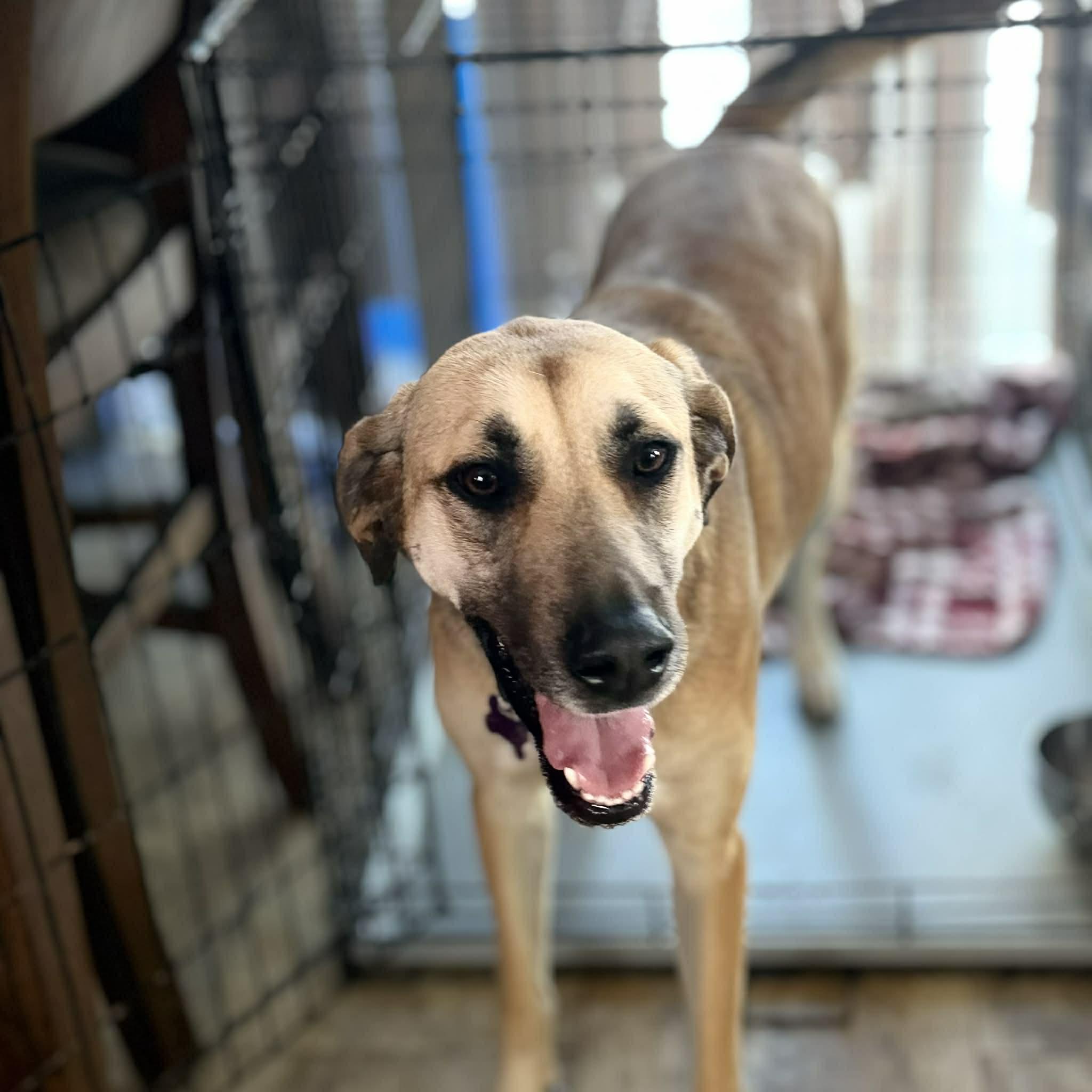 Enlarge Tillie, a Adoptable mixed breed in Cedar Rapids, IA image 2/6