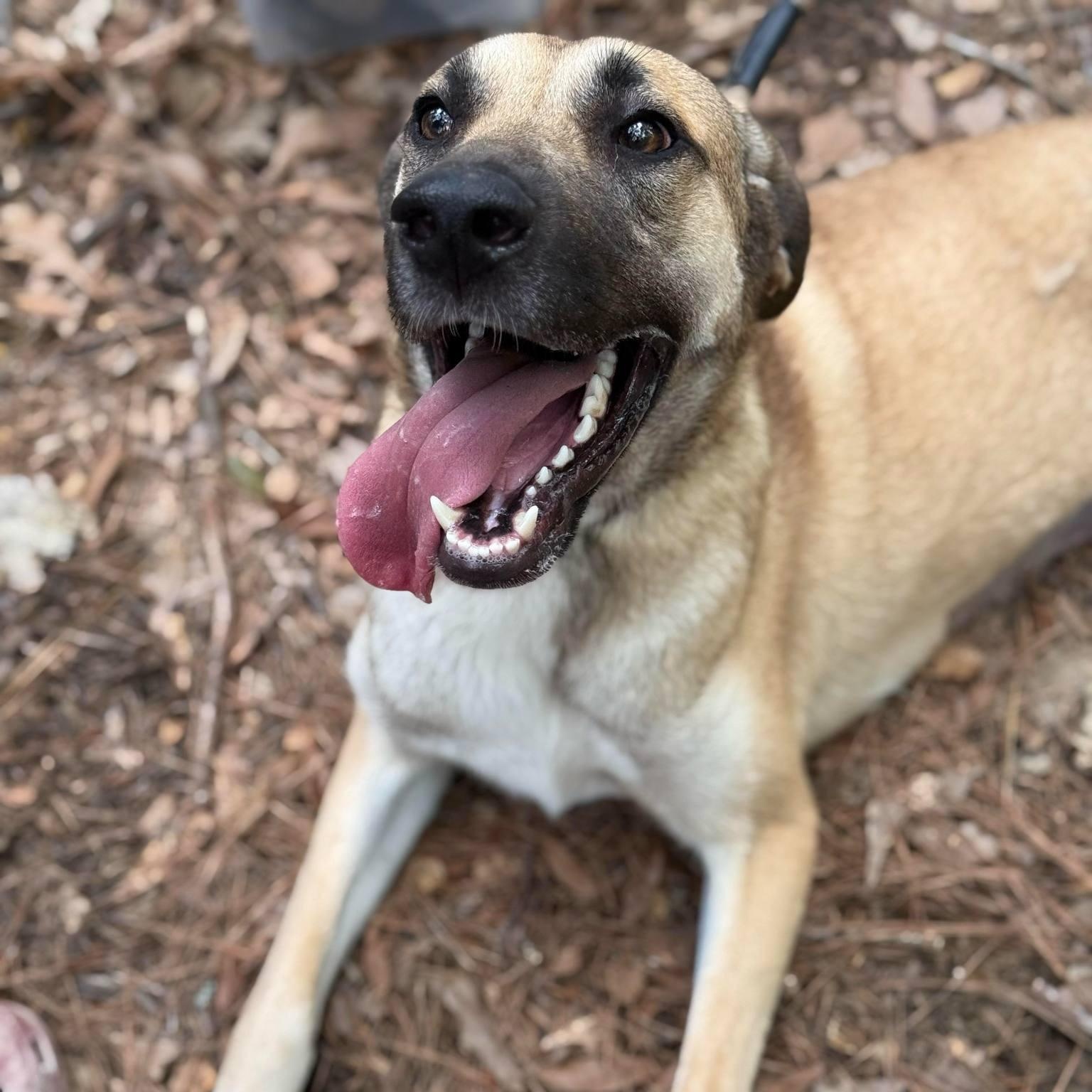Tillie, Adoptable, Young Female Great Dane & Mountain Cur.