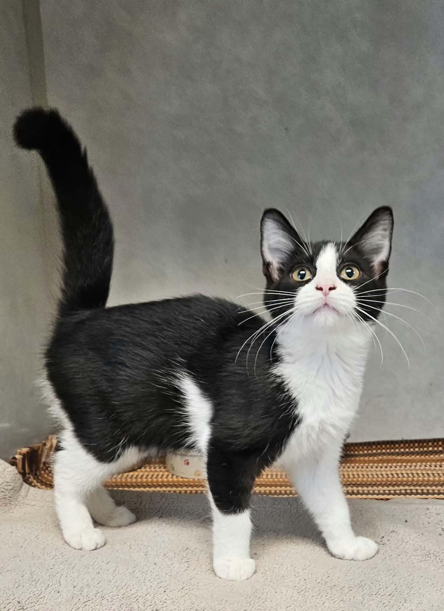 Reeses, Adopted, Kitten Female Domestic Short Hair.