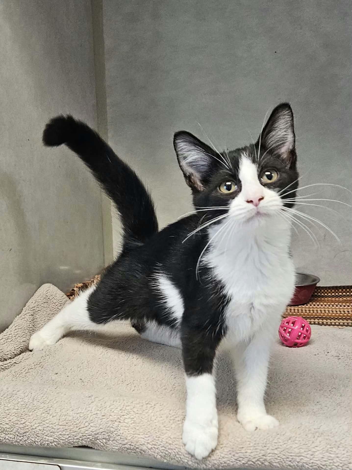 Enlarge Reeses, a Adopted Domestic Short Hair in Wapakoneta, OH image 3/4