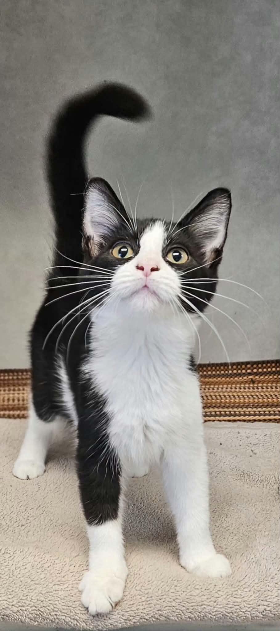 Enlarge Reeses, a Adopted Domestic Short Hair in Wapakoneta, OH image 2/4