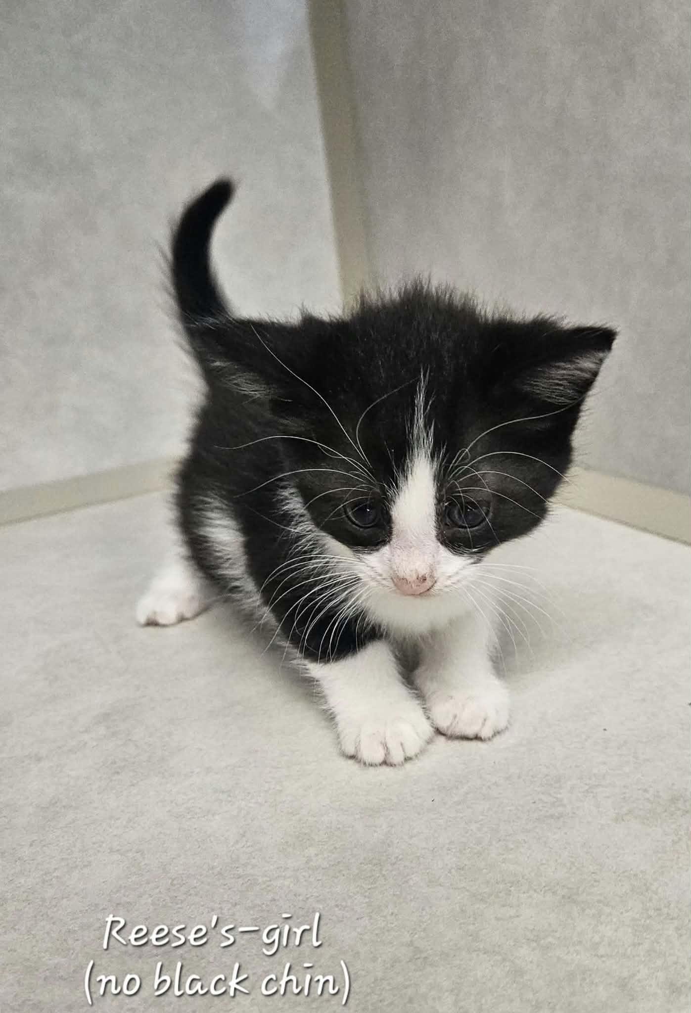 Enlarge Reeses, a Adopted Domestic Short Hair in Wapakoneta, OH image 4/4