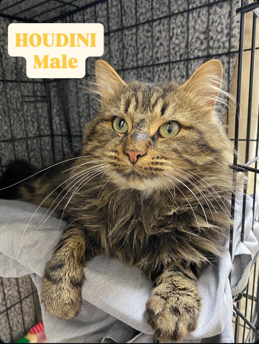 Houdini, adopted, Adult Male Domestic Long Hair.