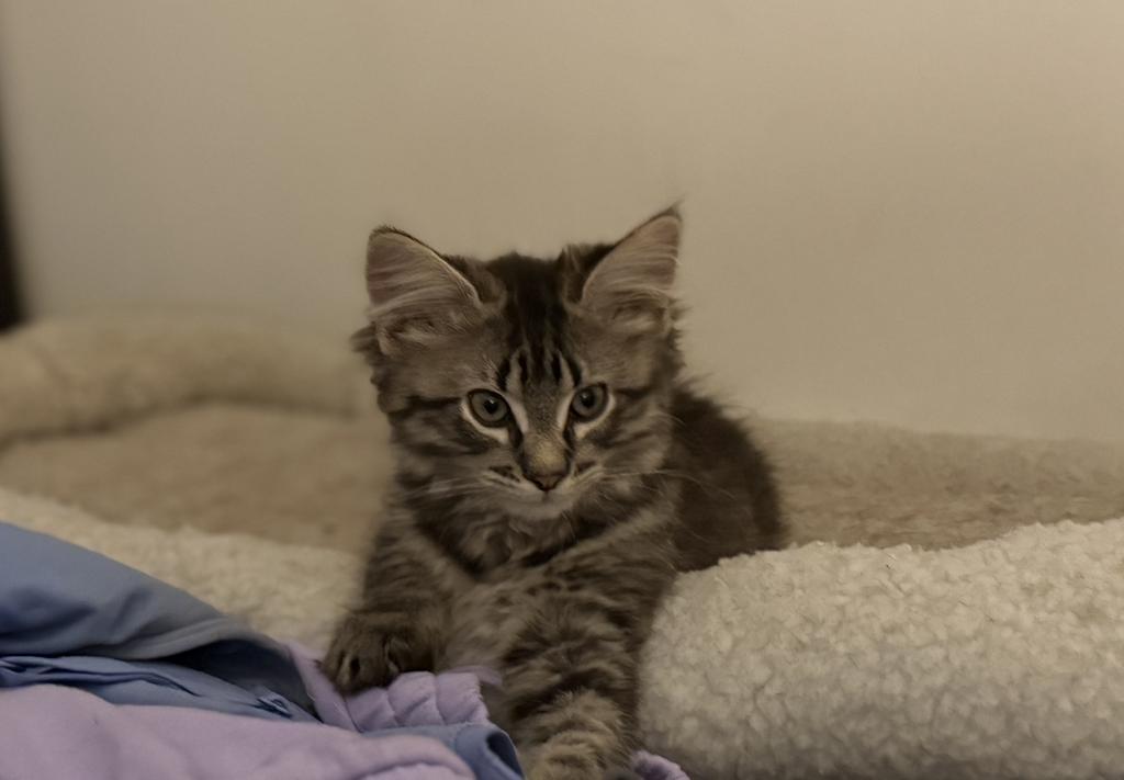 Tauriel, Adopted, Kitten Female Domestic Medium Hair.