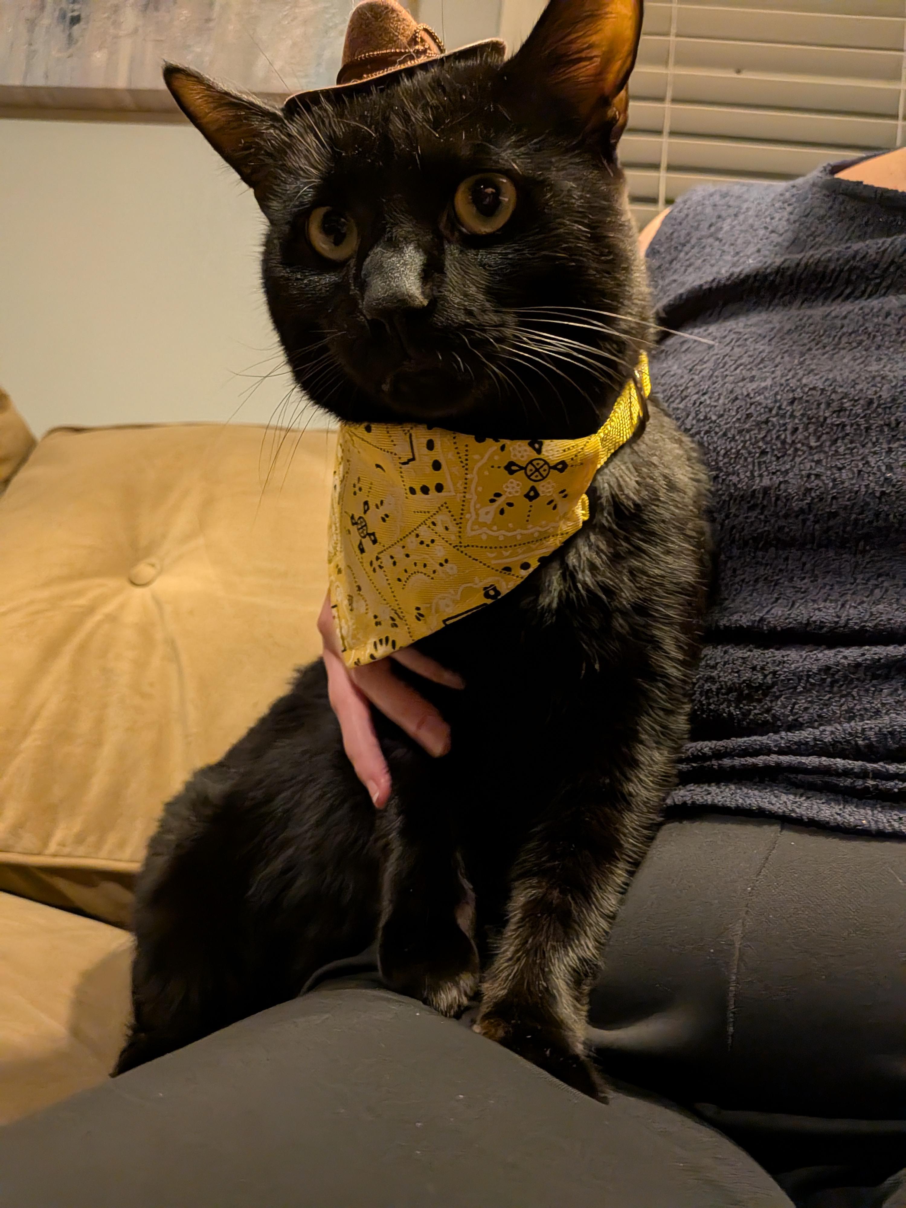 Enlarge Bartholomeow, a Adoptable Domestic Short Hair in Alexandria, VA image 3/6