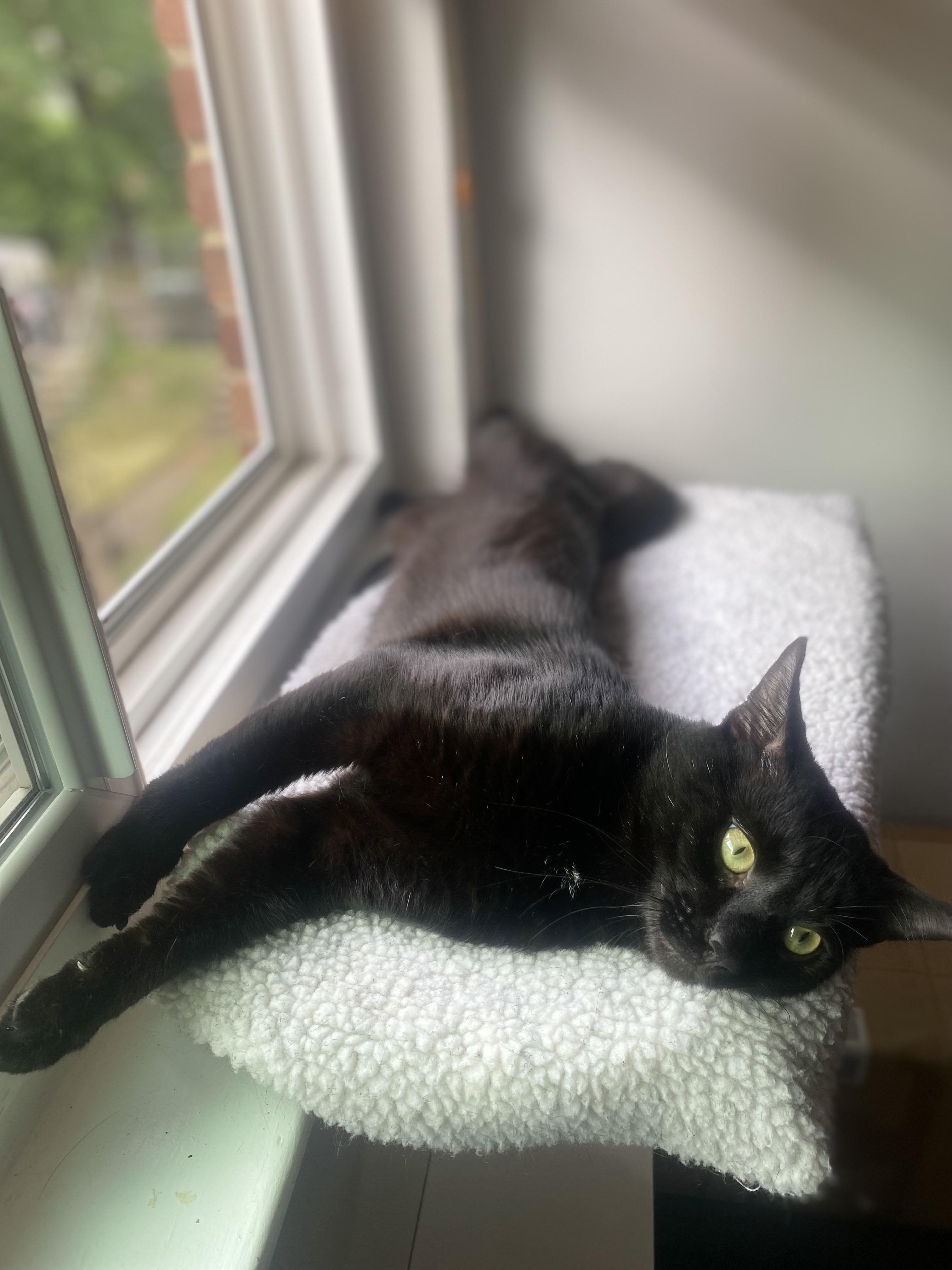 Enlarge Bartholomeow, a Adoptable Domestic Short Hair in Alexandria, VA image 6/6
