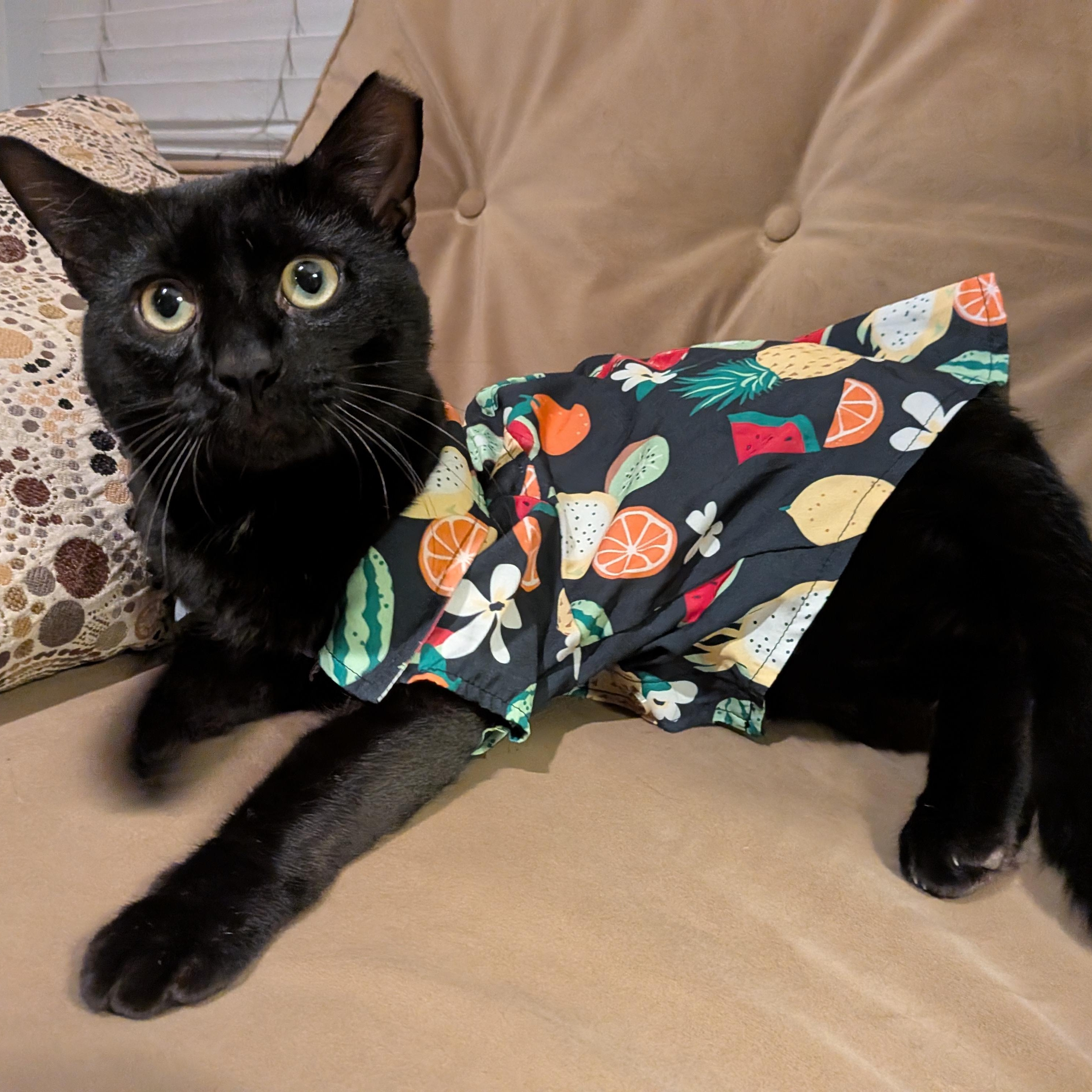 Bartholomeow, Adoptable, Adult Male Domestic Short Hair.