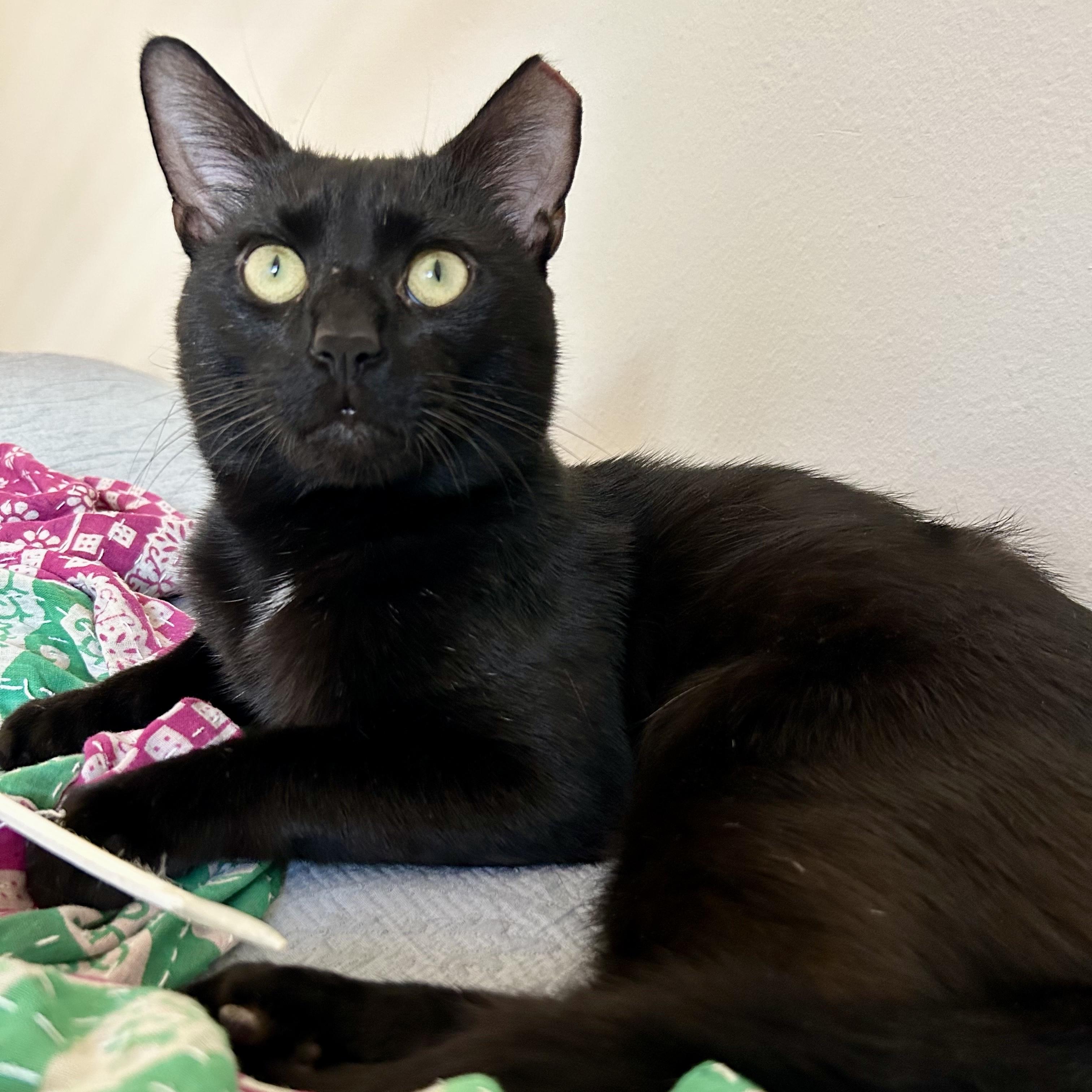 Enlarge Bartholomeow, a Adoptable Domestic Short Hair in Alexandria, VA image 4/6