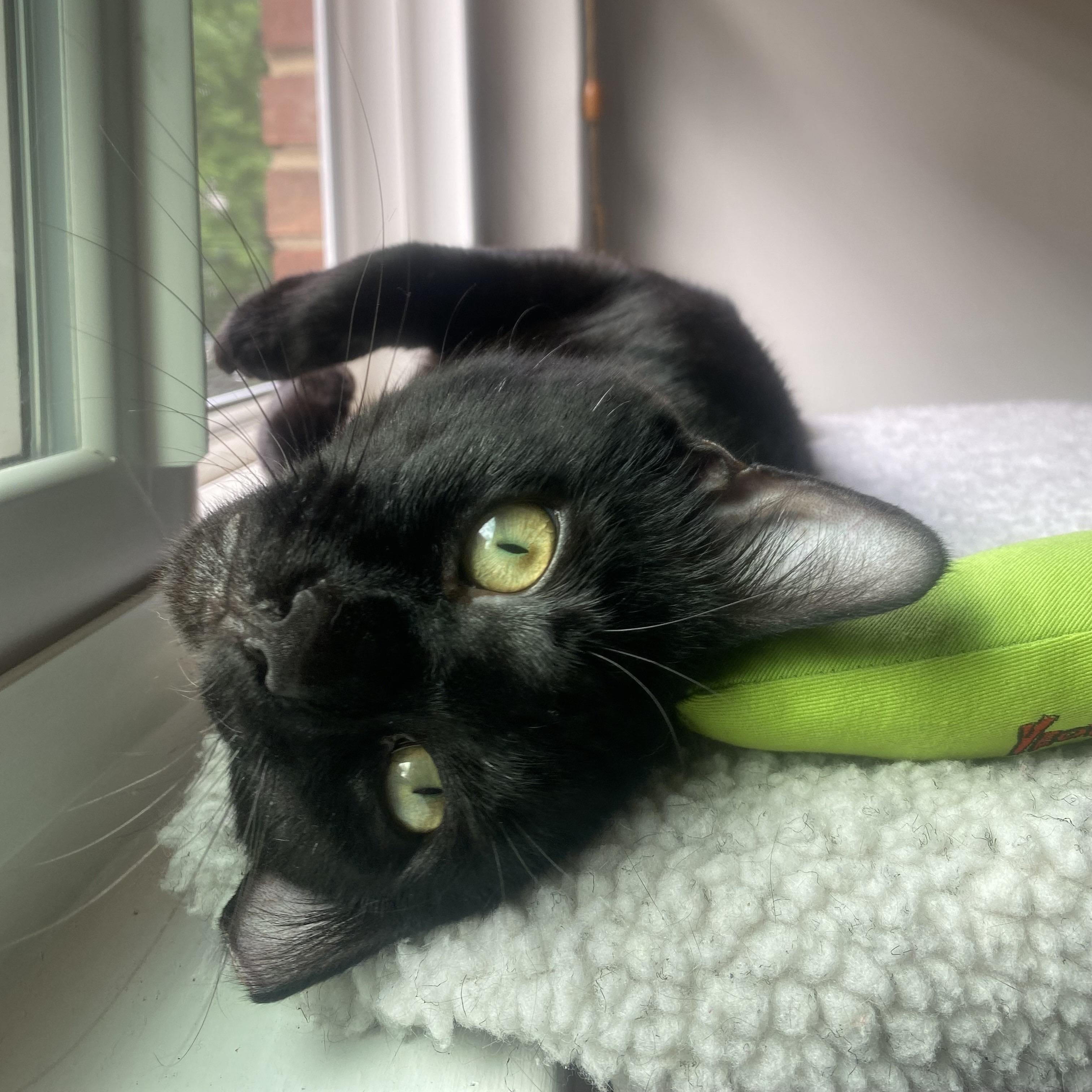 Enlarge Bartholomeow, a Adoptable Domestic Short Hair in Alexandria, VA image 5/6