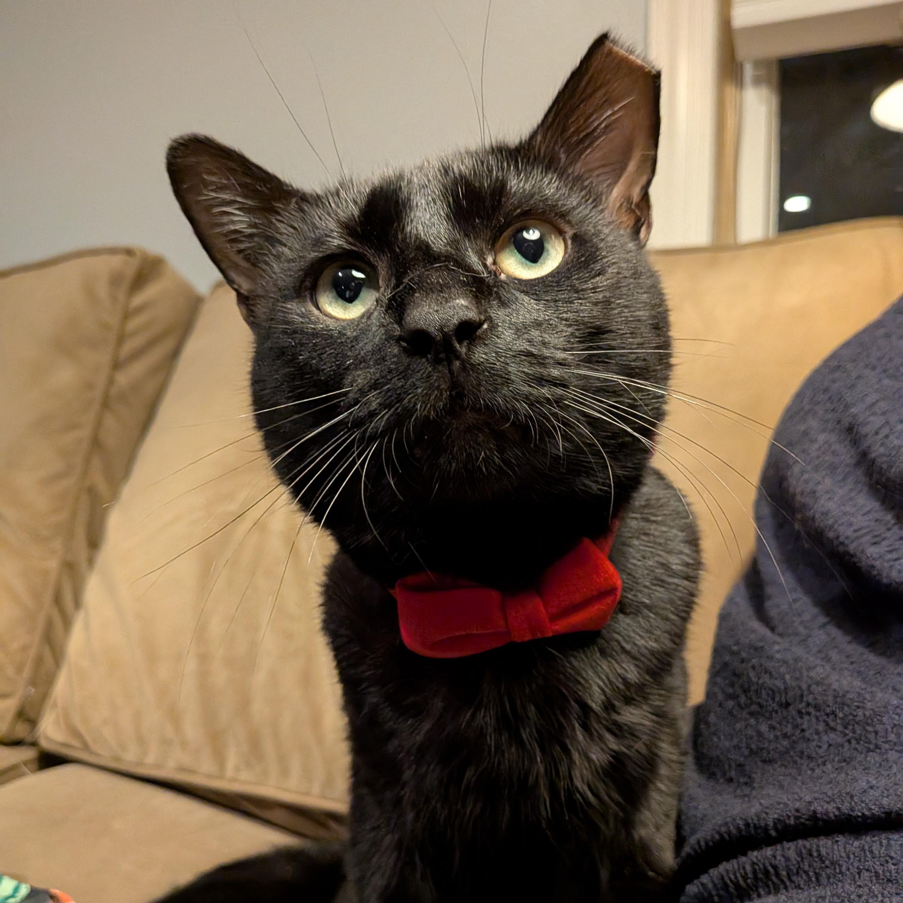 Enlarge Bartholomeow, a Adoptable Domestic Short Hair in Alexandria, VA image 2/6