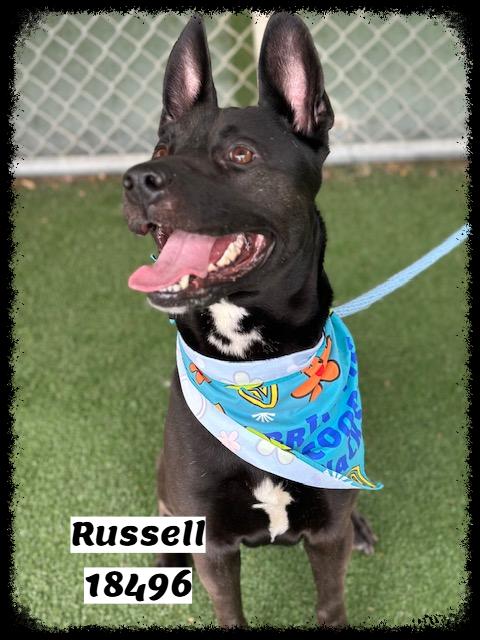 RUSSELL, a ADOPTABLE mixed breed in Marietta, GA image 3/6