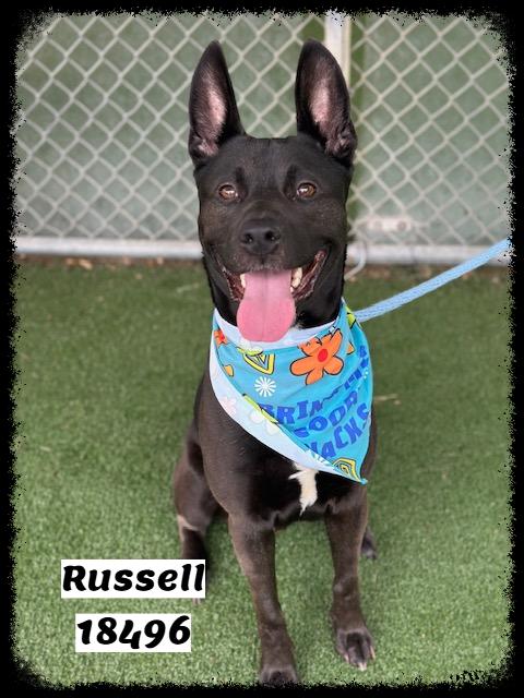 RUSSELL, a ADOPTABLE mixed breed in Marietta, GA image 4/6
