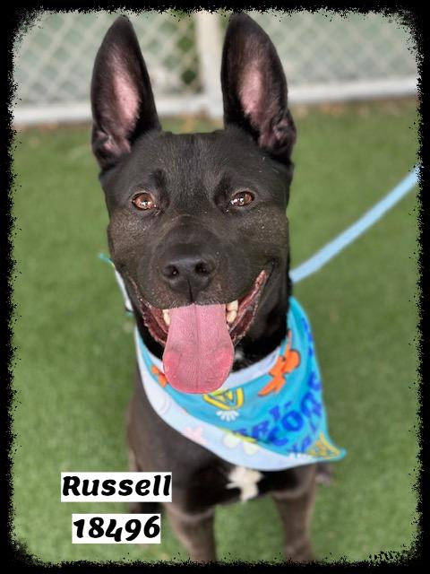 RUSSELL, a ADOPTABLE mixed breed in Marietta, GA image 1/6