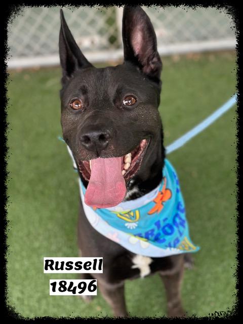 RUSSELL, a ADOPTABLE mixed breed in Marietta, GA image 5/6